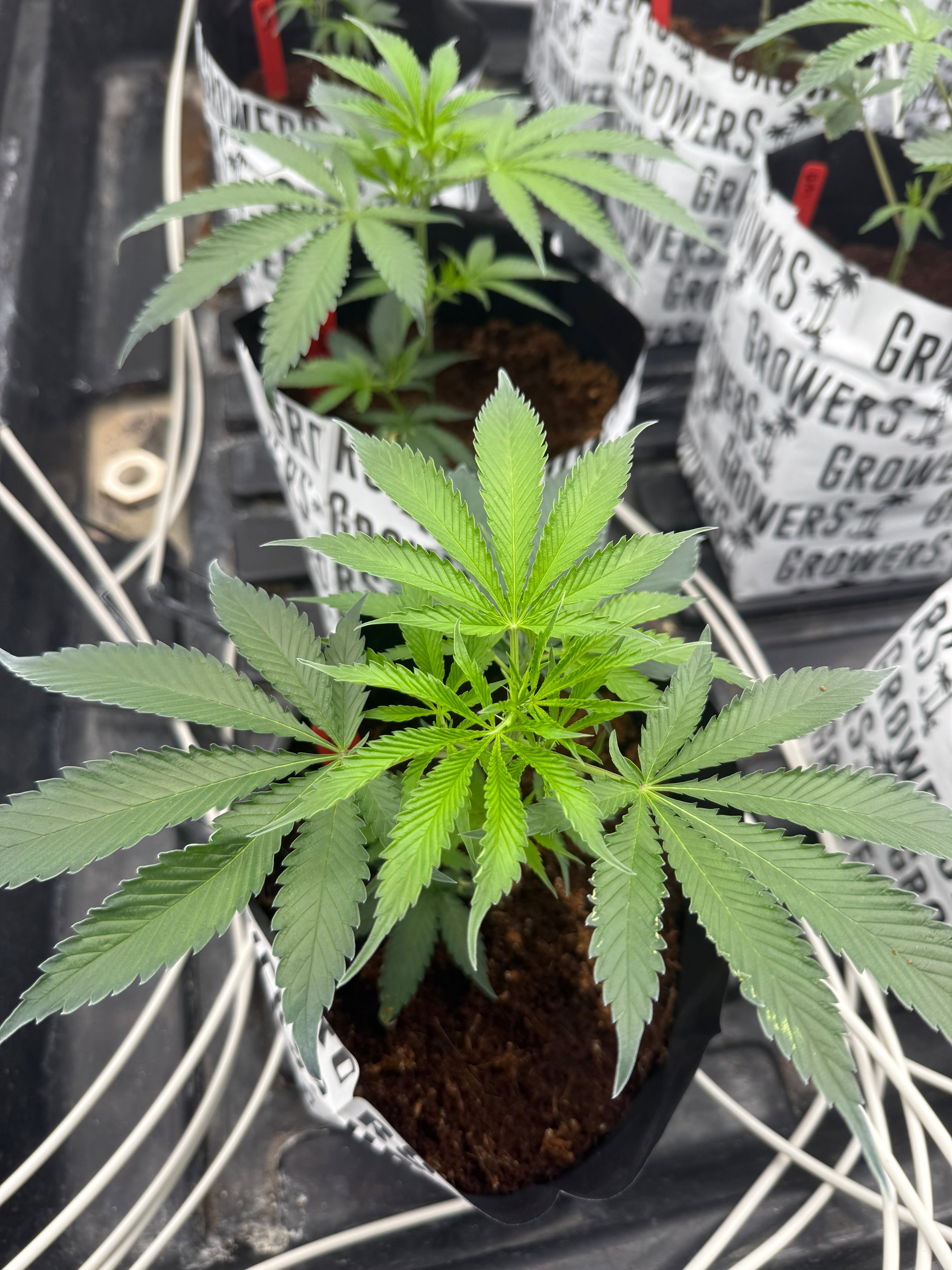 🌱 Sponsorship Spotlight