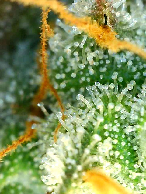 🌱 When to Harvest Cannabis: Clear vs Cloudy vs Amber Trichomes