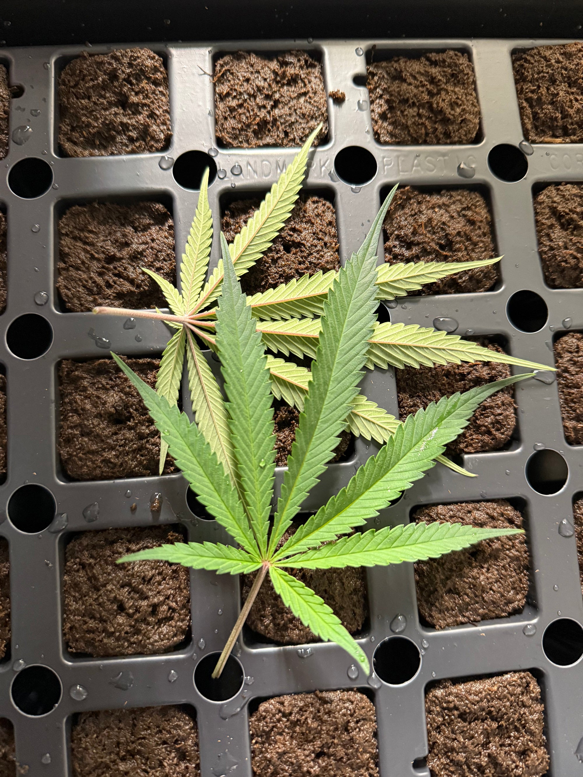 🌱 Wednesday Hemp & Policy Update