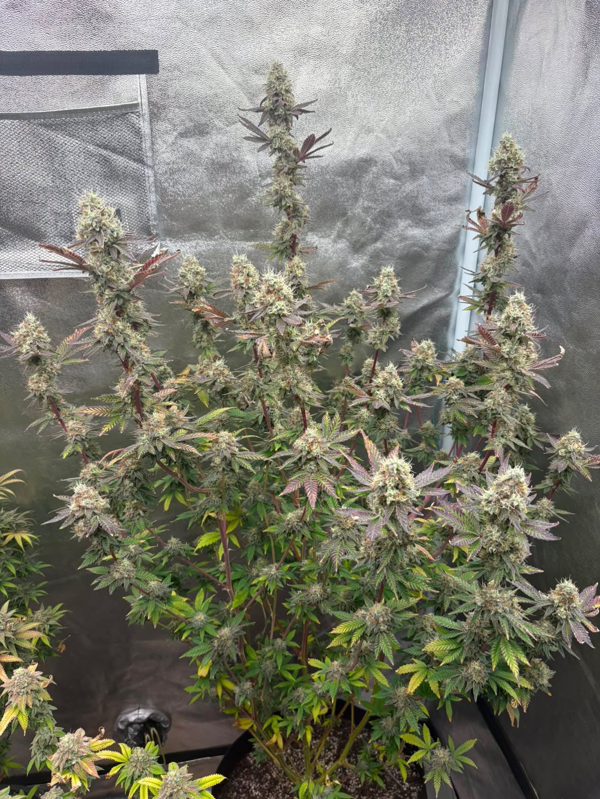 Healthy rooted cannabis clones growing evenly under indoor grow lights