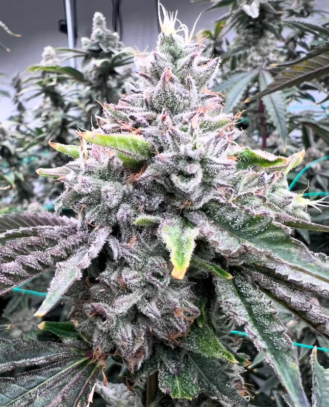 🌱 Cannabis Flowering Week by Week (What to Expect Indoors)
