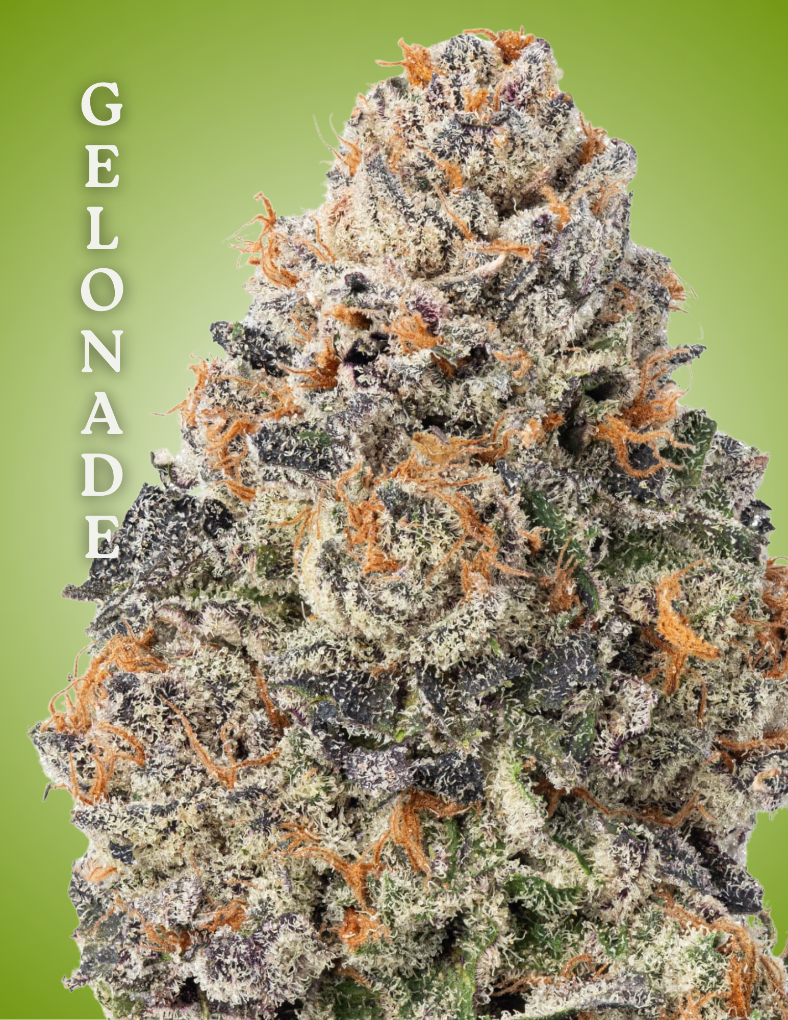 🌱 How to Grow Gelonade Indoors (Complete Grow Guide)
