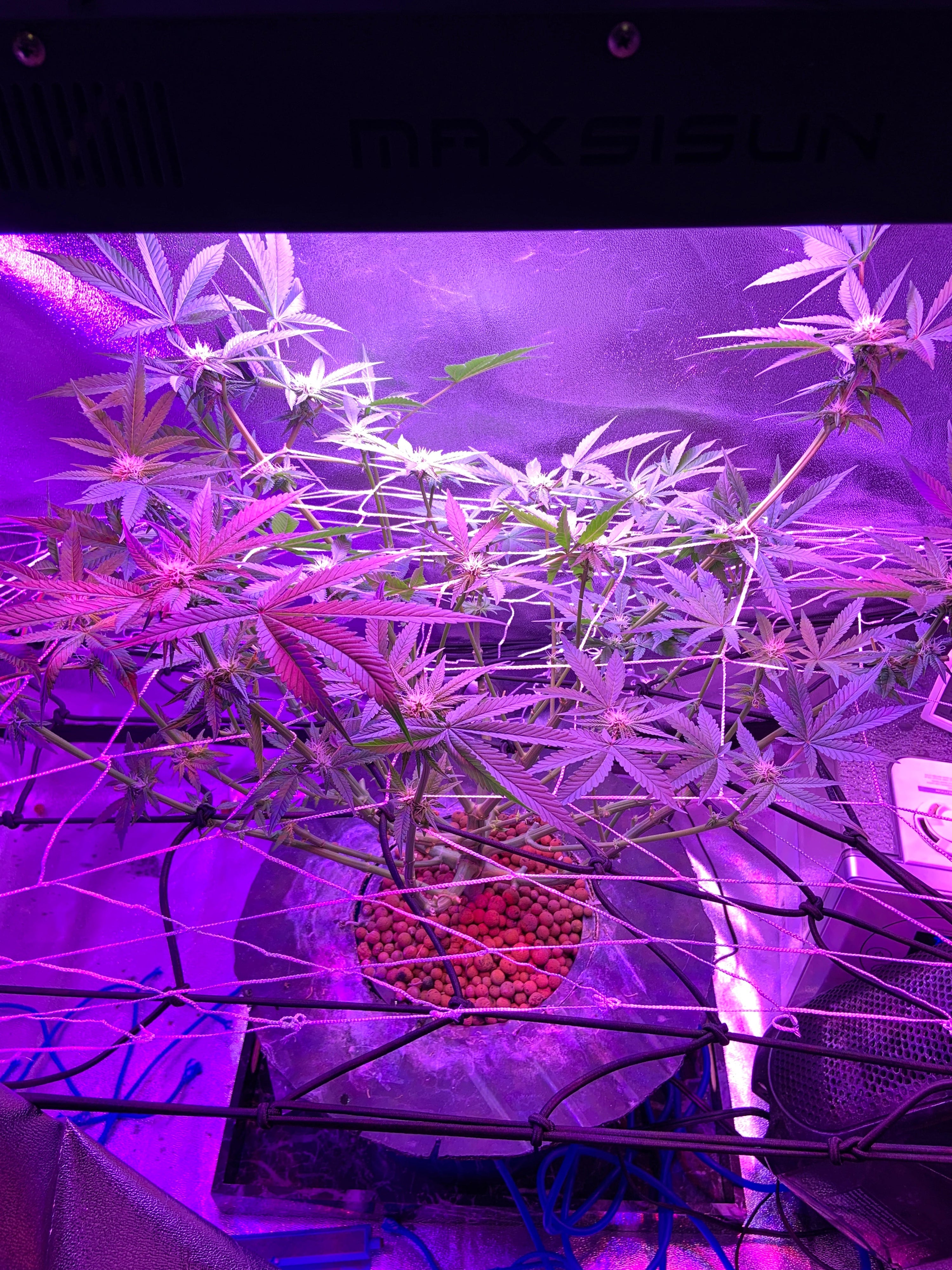 best cannabis strains for small grow tents, best strains for 2x2 grow tent, indoor cannabis strains, compact cannabis plants, cannabis strains for small spaces