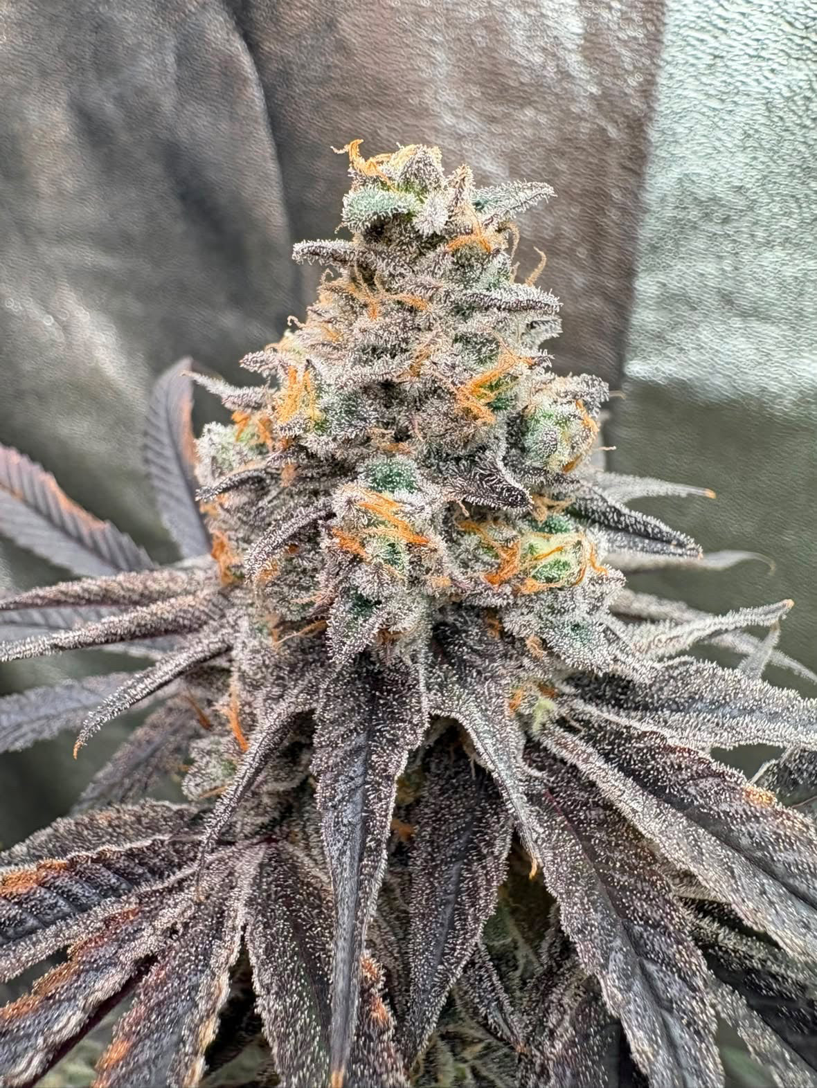 Healthy rooted cannabis clones available for online ordering and delivery