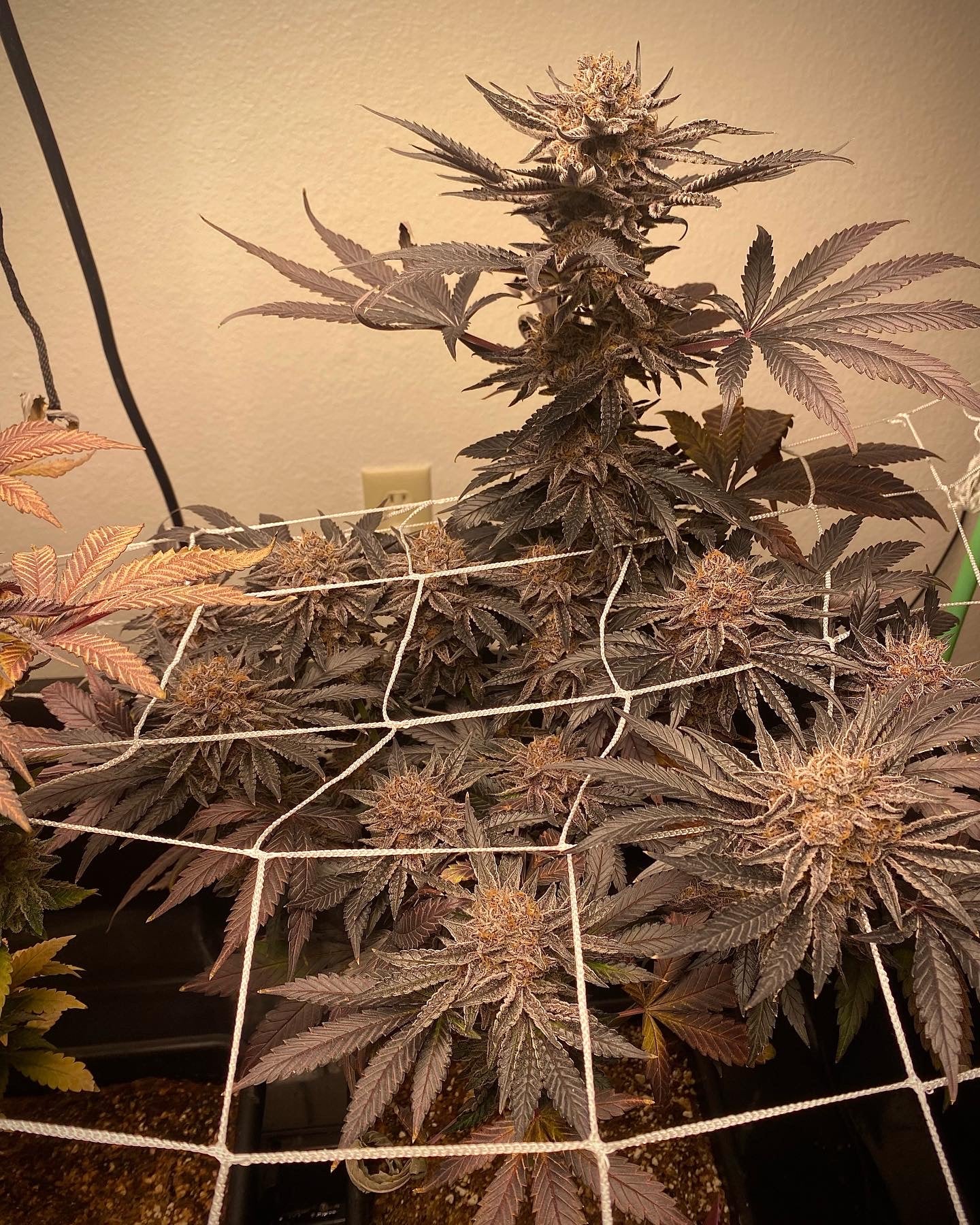 grape cannabis strains, grape weed strains, fruity cannabis strains, dessert terpene strains, grape terpene profiles