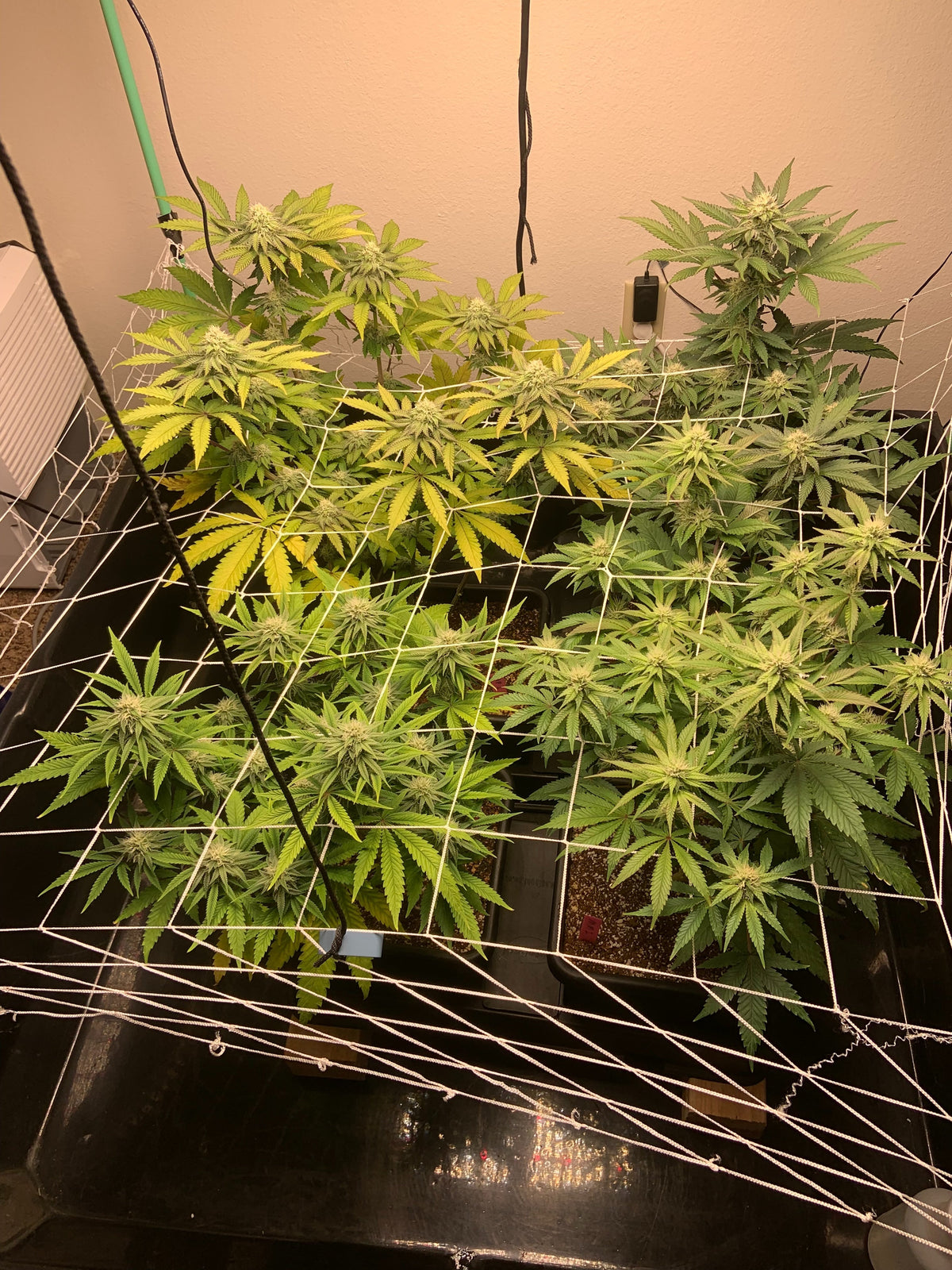 best cannabis strains for SCROG, screen of green strains, SCROG cannabis genetics, best strains for screen of green, cannabis training techniques