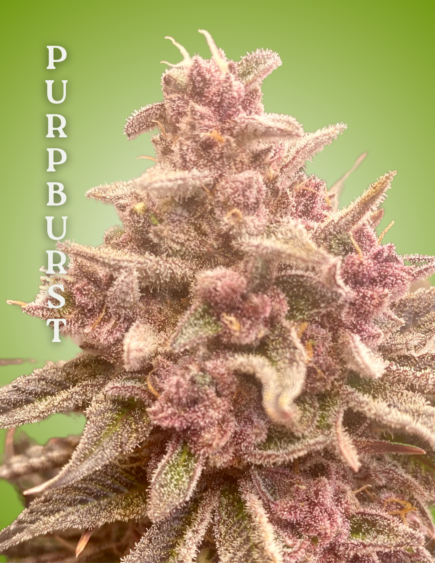 cannabis clones, purpburst strain, purpburst grow guide