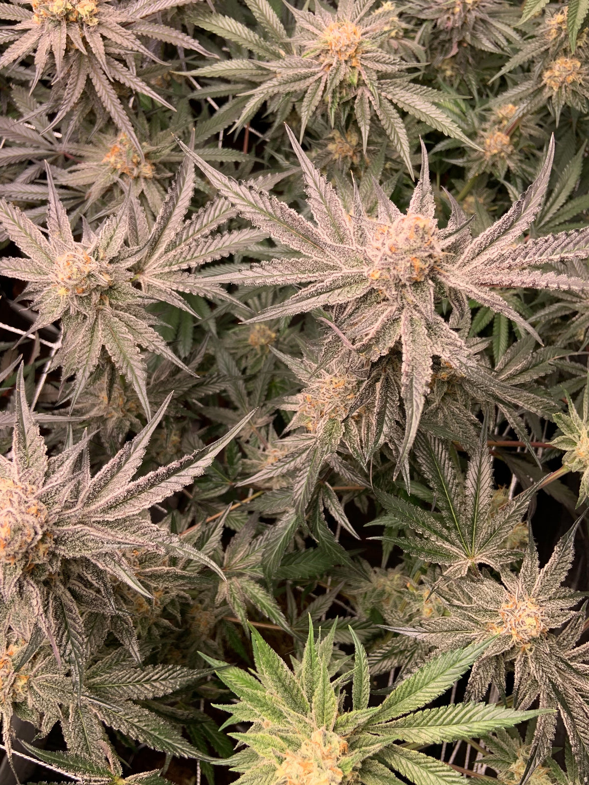 Live cannabis clone delivery package with rooted plants prepared for arrival and acclimation