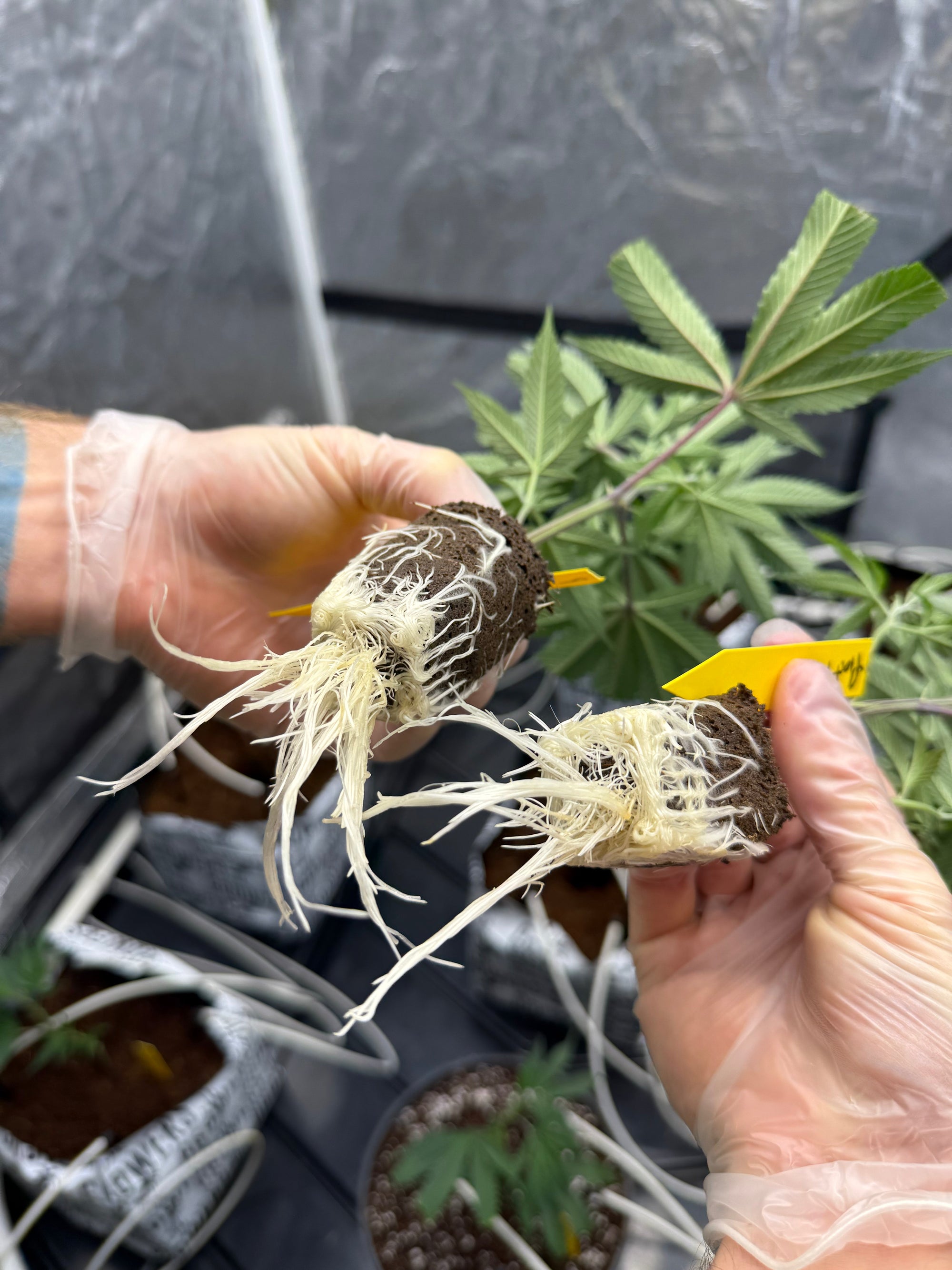 Rooted Clones Shipped to Your Door: What to Expect When Ordering Online 🌱