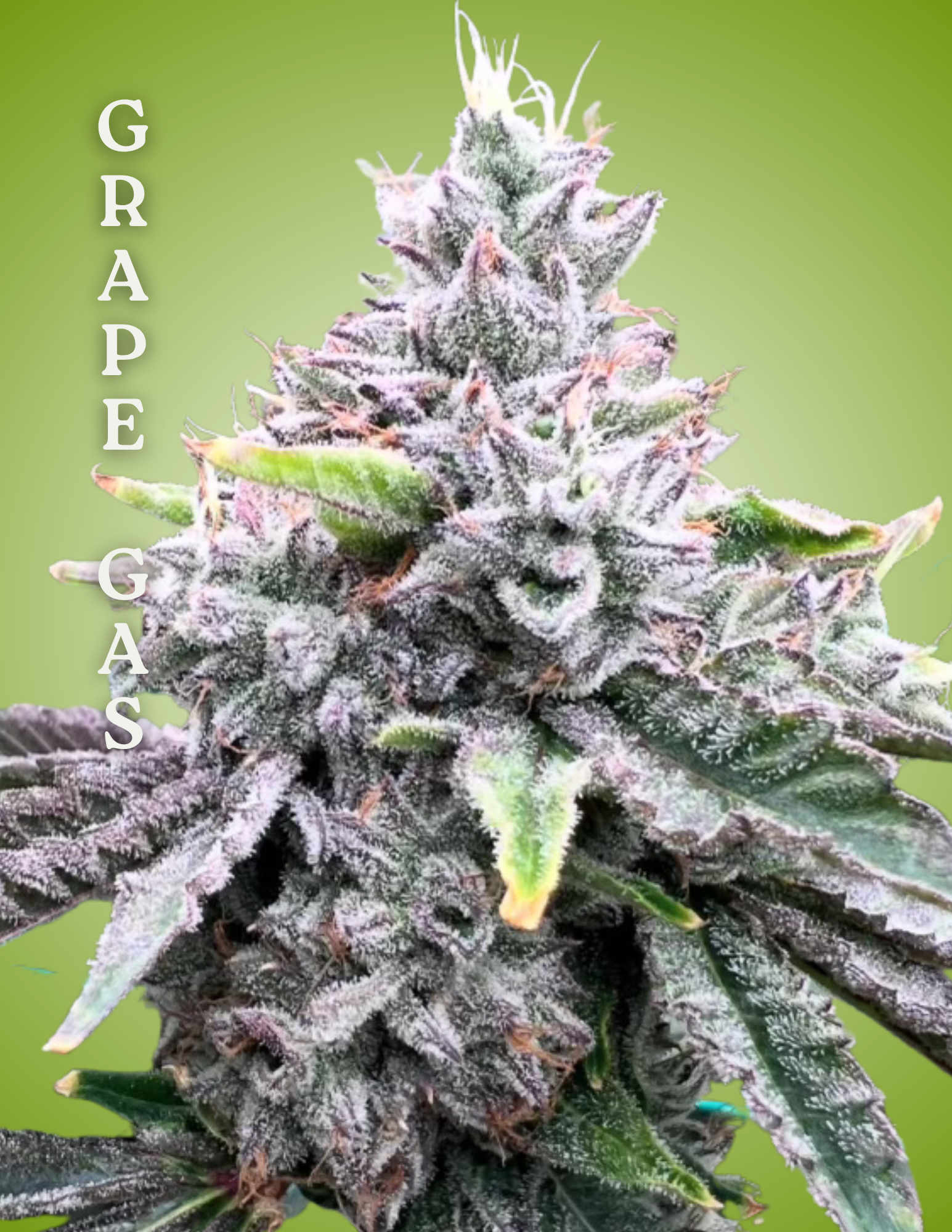 cannabis clones, grape gas strain, grape gas grow guide
