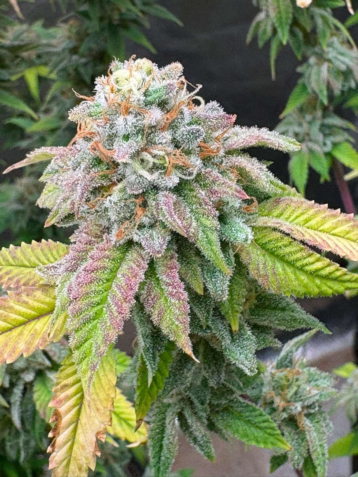 Rooted cannabis clone secured inside protective packaging for live plant shipping