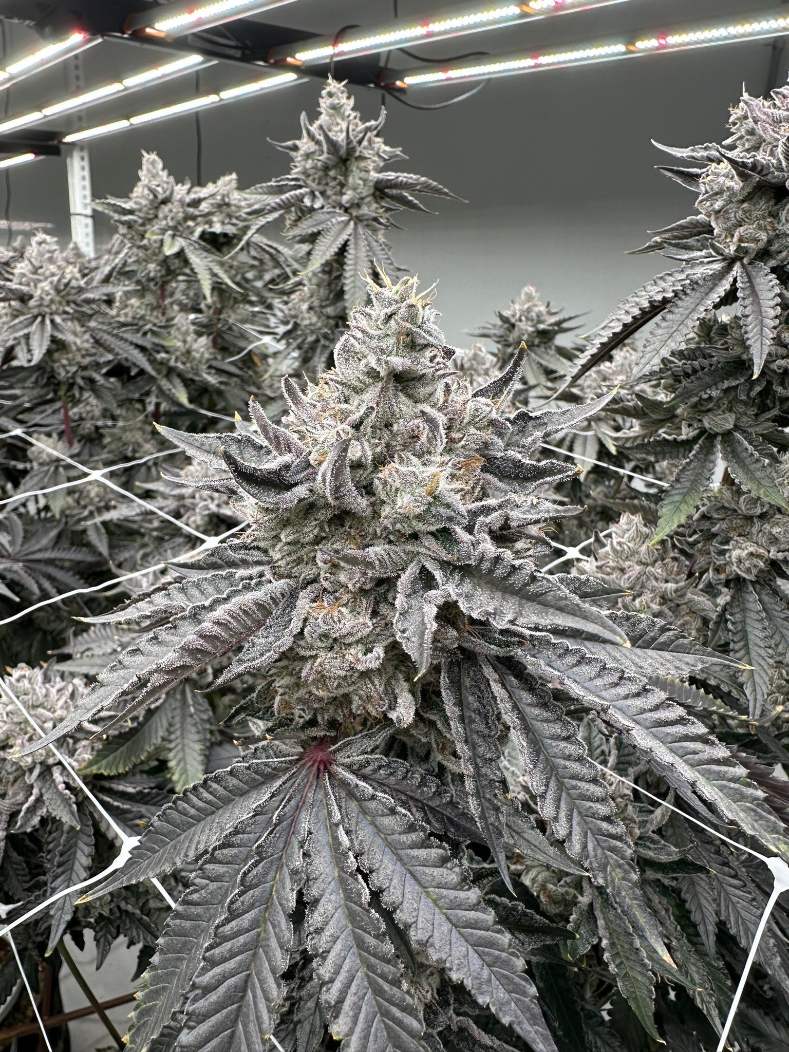 highest yielding cannabis strains, best yielding weed strains, indoor cannabis yield, high production cannabis genetics, best cannabis strains for yield