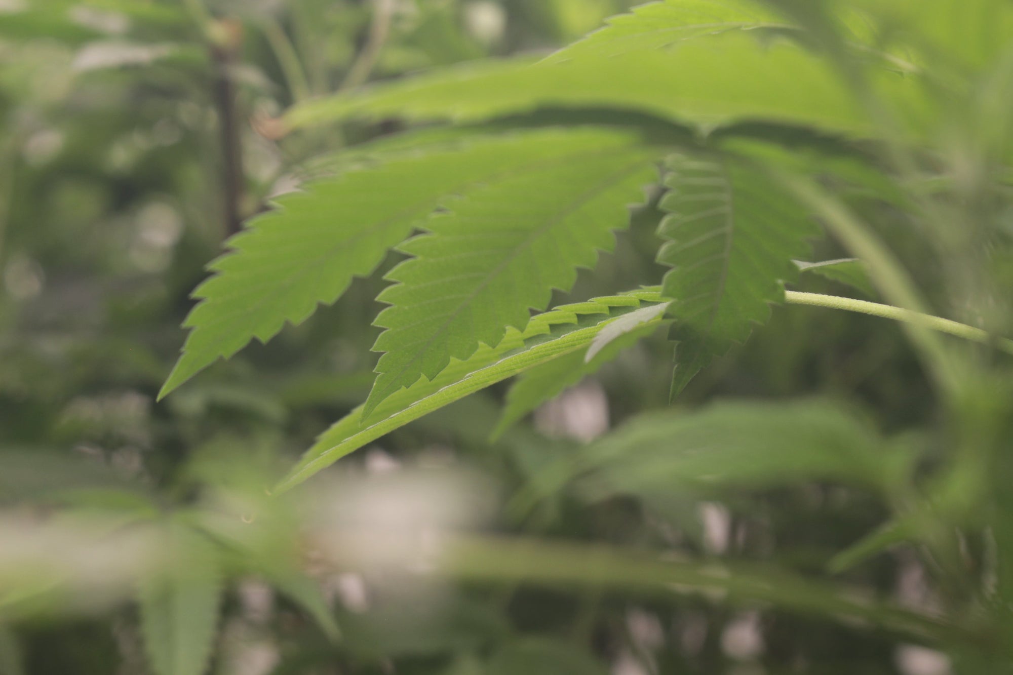 best beginner cannabis strains, easiest weed strains to grow indoors, beginner cannabis grow guide