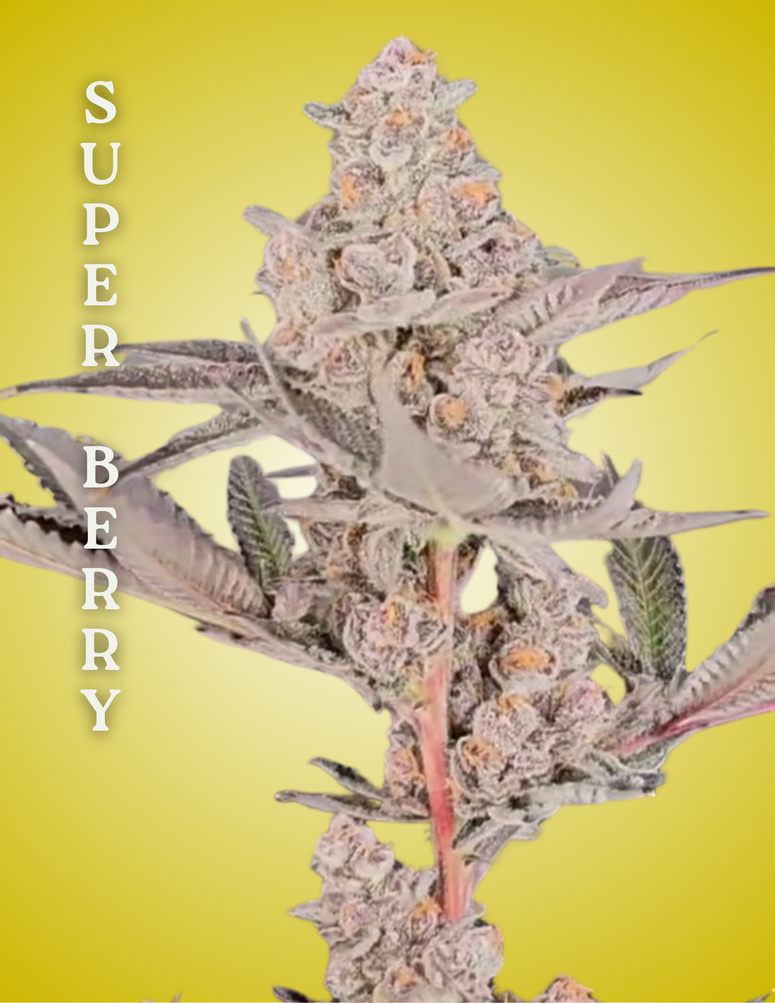 cannabis clones, super berry strain, super berry grow guide