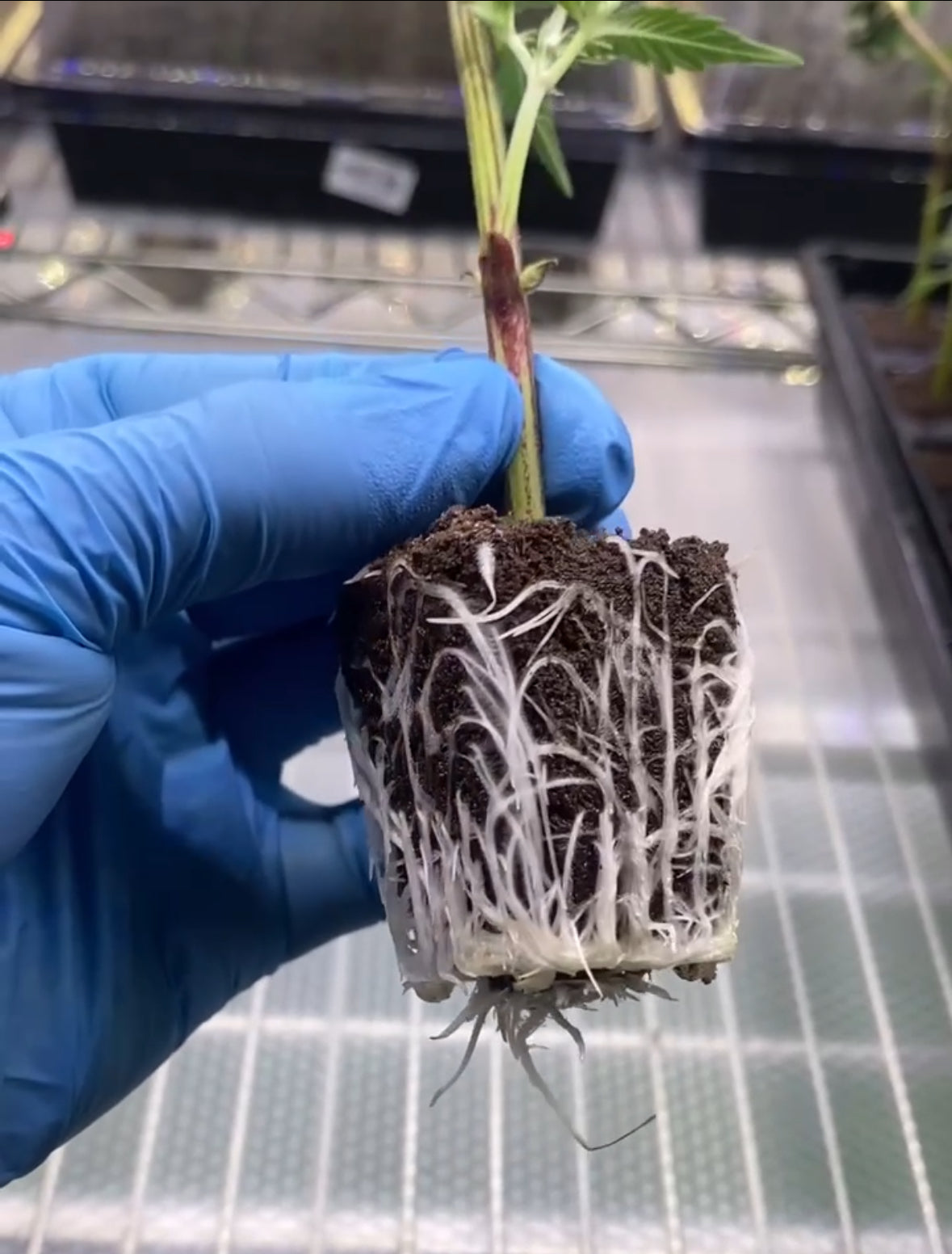 Healthy white cannabis clone roots surrounding a propagation plug
