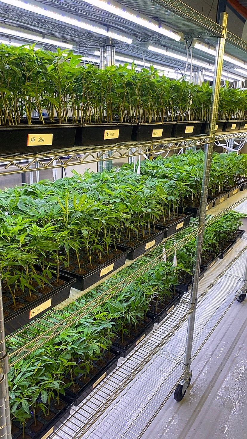 Cannabis clones growing on nursery racks beneath controlled lights
