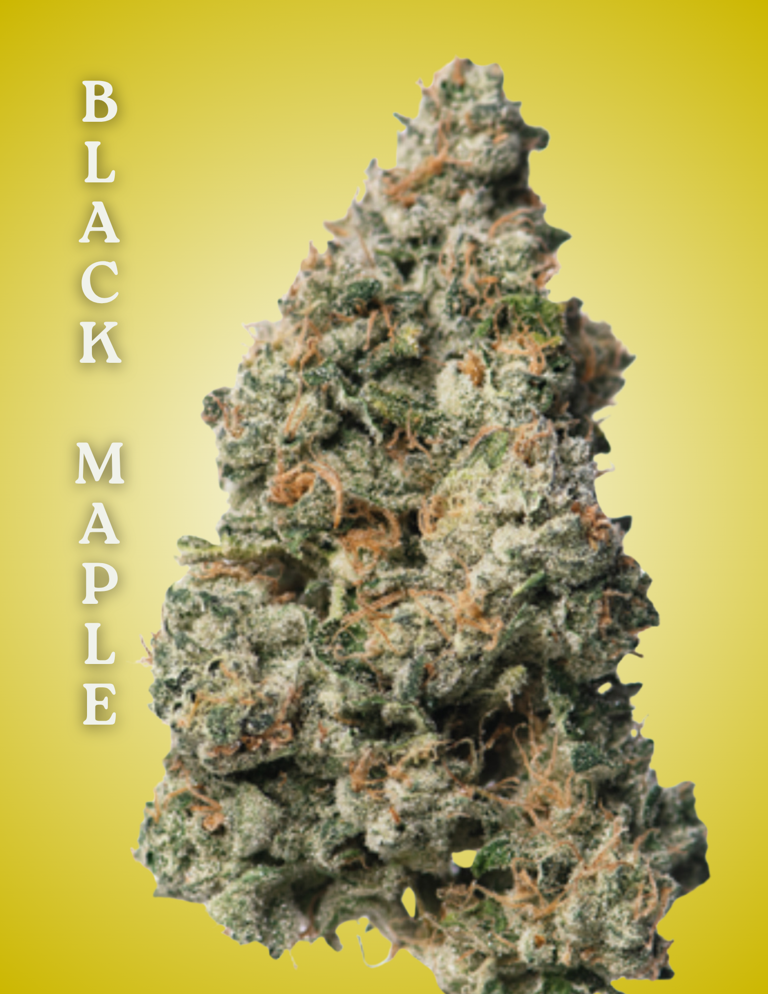 cannabis clones, black maple strain, black maple grow guide