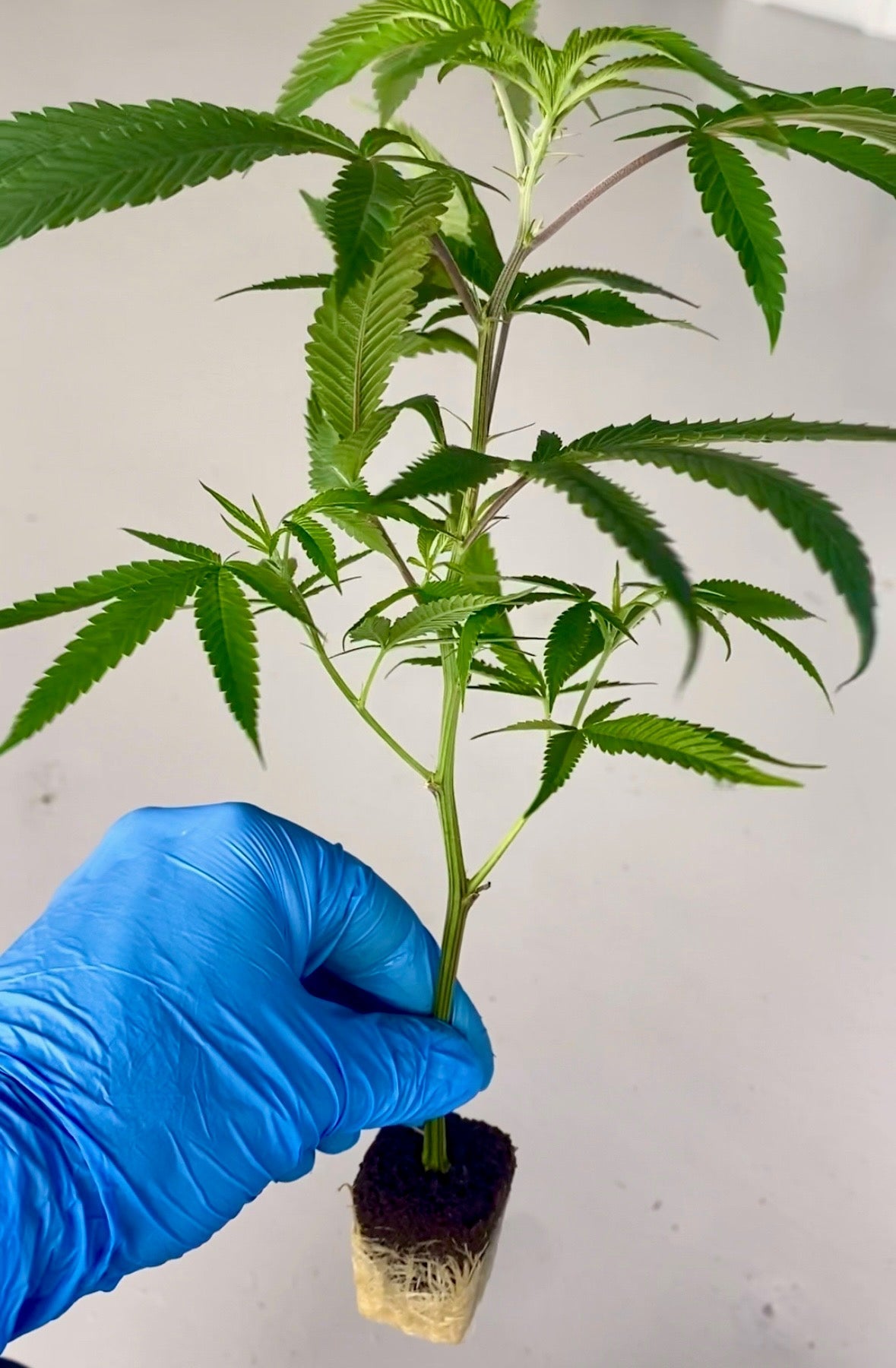 Why Cold Storage Matters for Home Growers