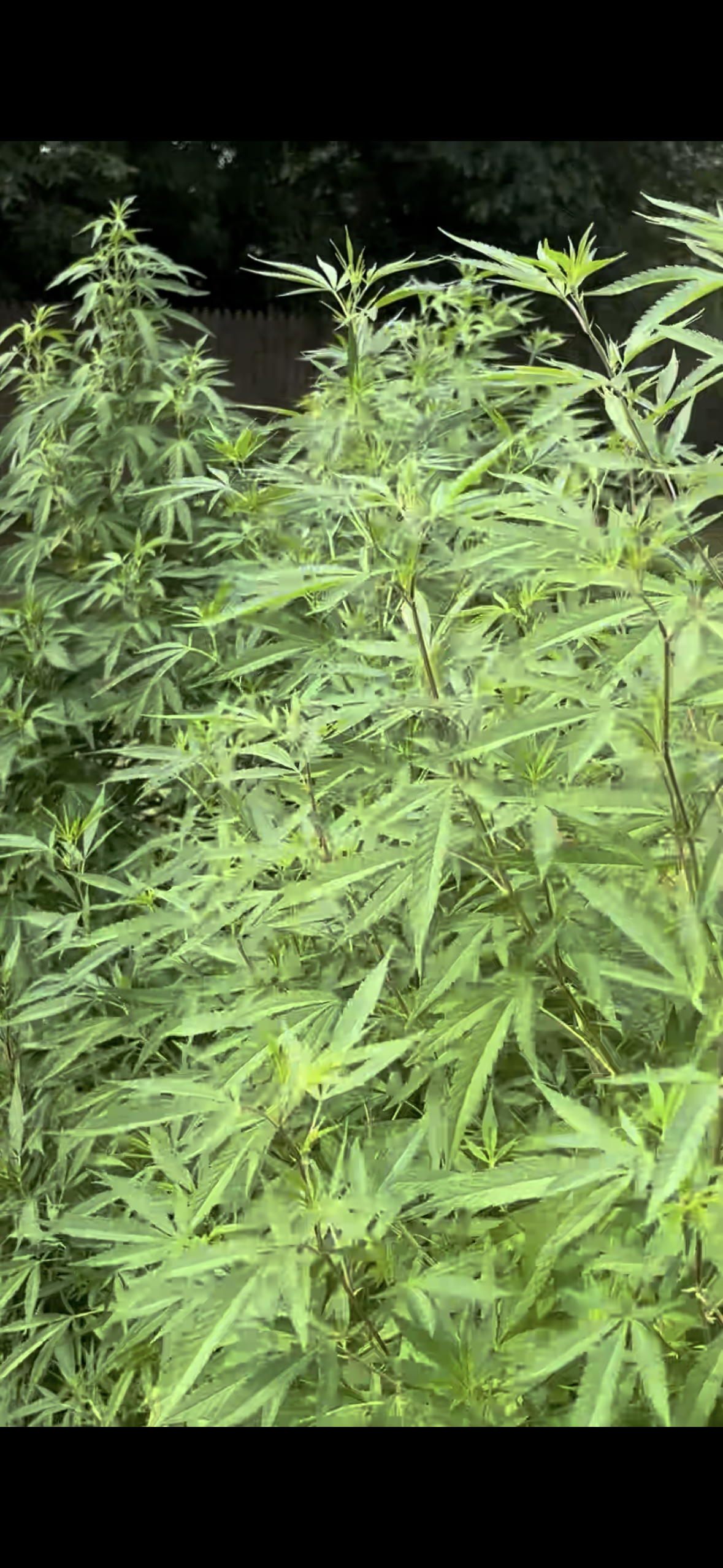 best cannabis strains for outdoor growing, outdoor cannabis genetics, outdoor weed strains, best strains for outdoor cultivation, high-yield outdoor cannabis