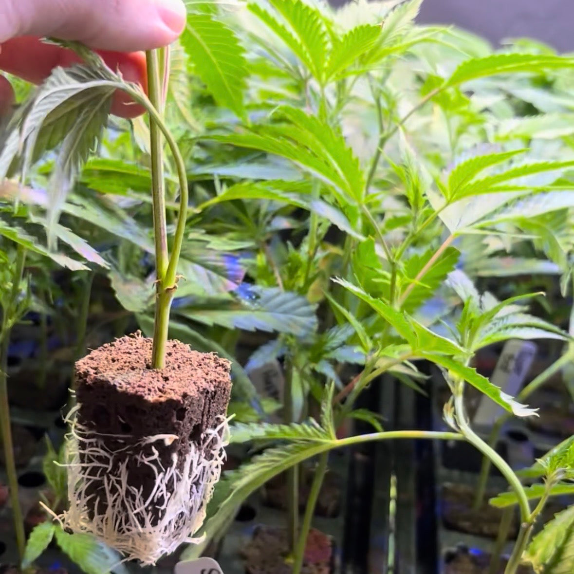 cannabis clones vs seeds, rooted cannabis clones, cannabis growing for beginners, cannabis clone benefits, clones or seeds, cannabis cultivation