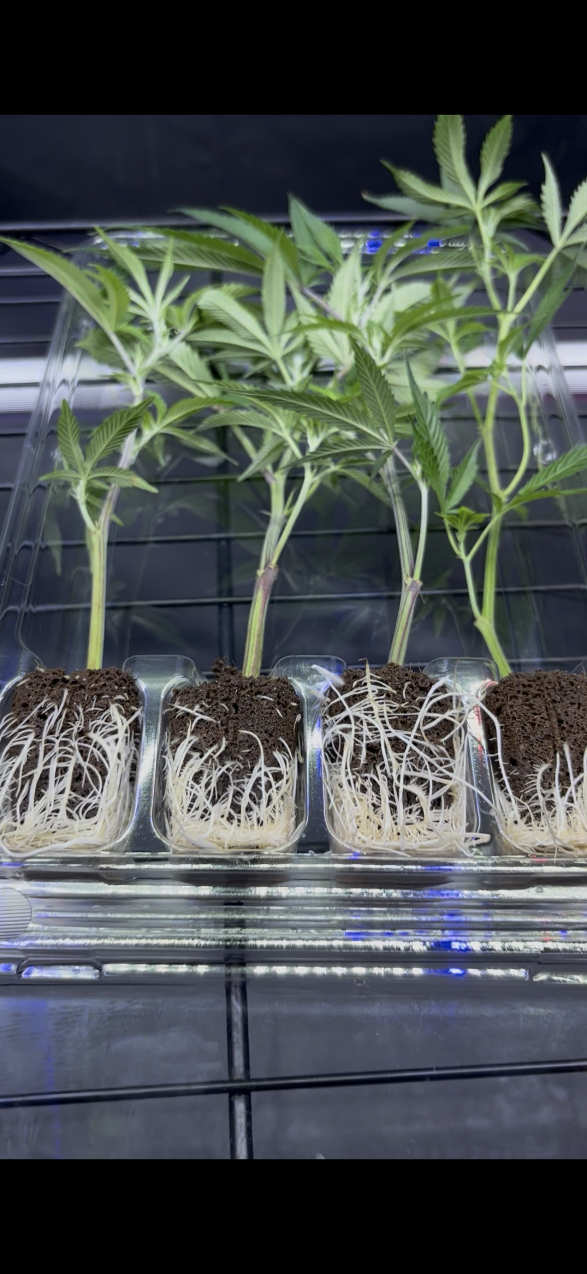 rooted cannabis clones, rooted clones, cannabis clones, weed clones, marijuana clones, cannabis clones online, clone vs seed, cannabis genetics, indoor cannabis growing