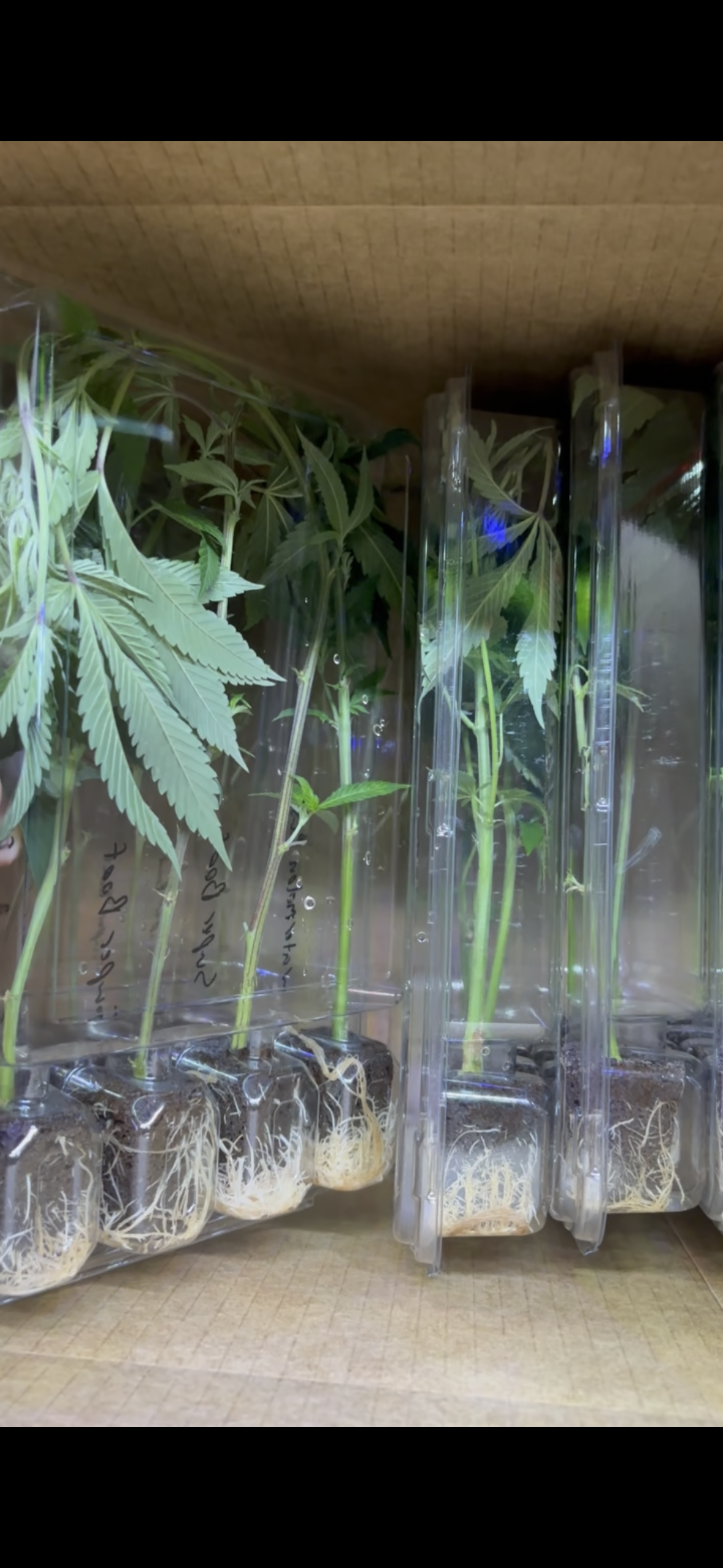 Rooted cannabis clones securely packaged for shipping and delivery