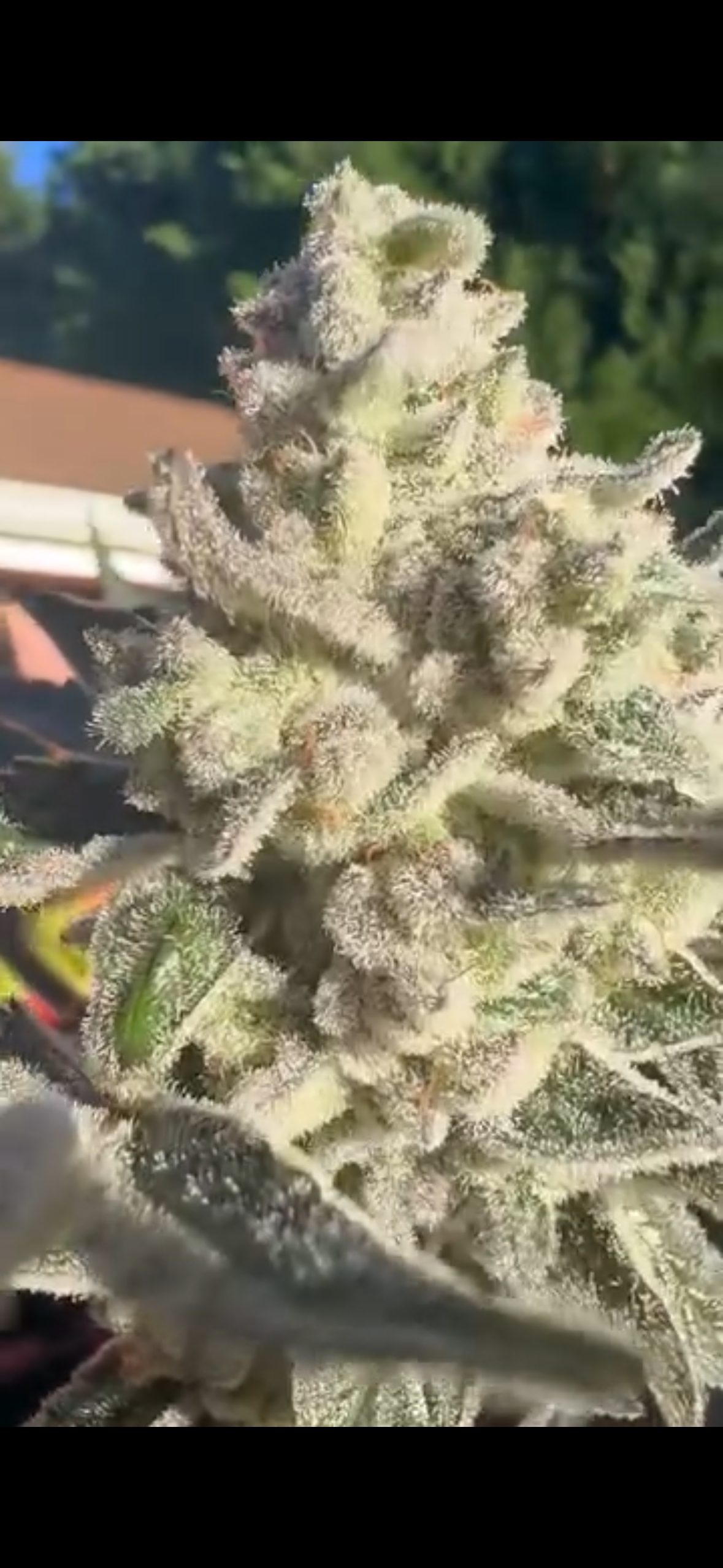 Healthy rooted cannabis clones prepared for online ordering and delivery