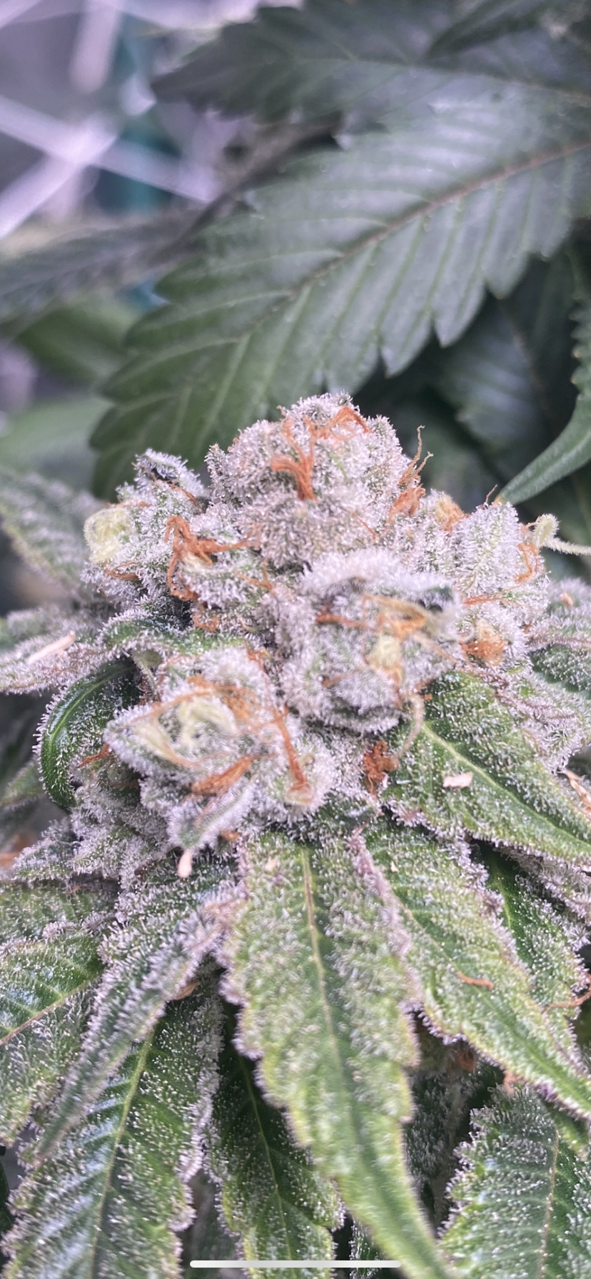 fastest flowering cannabis strains, quick flowering weed strains, 8 week flowering strains, fast harvest cannabis, early finishing cannabis genetics, fast flowering clones