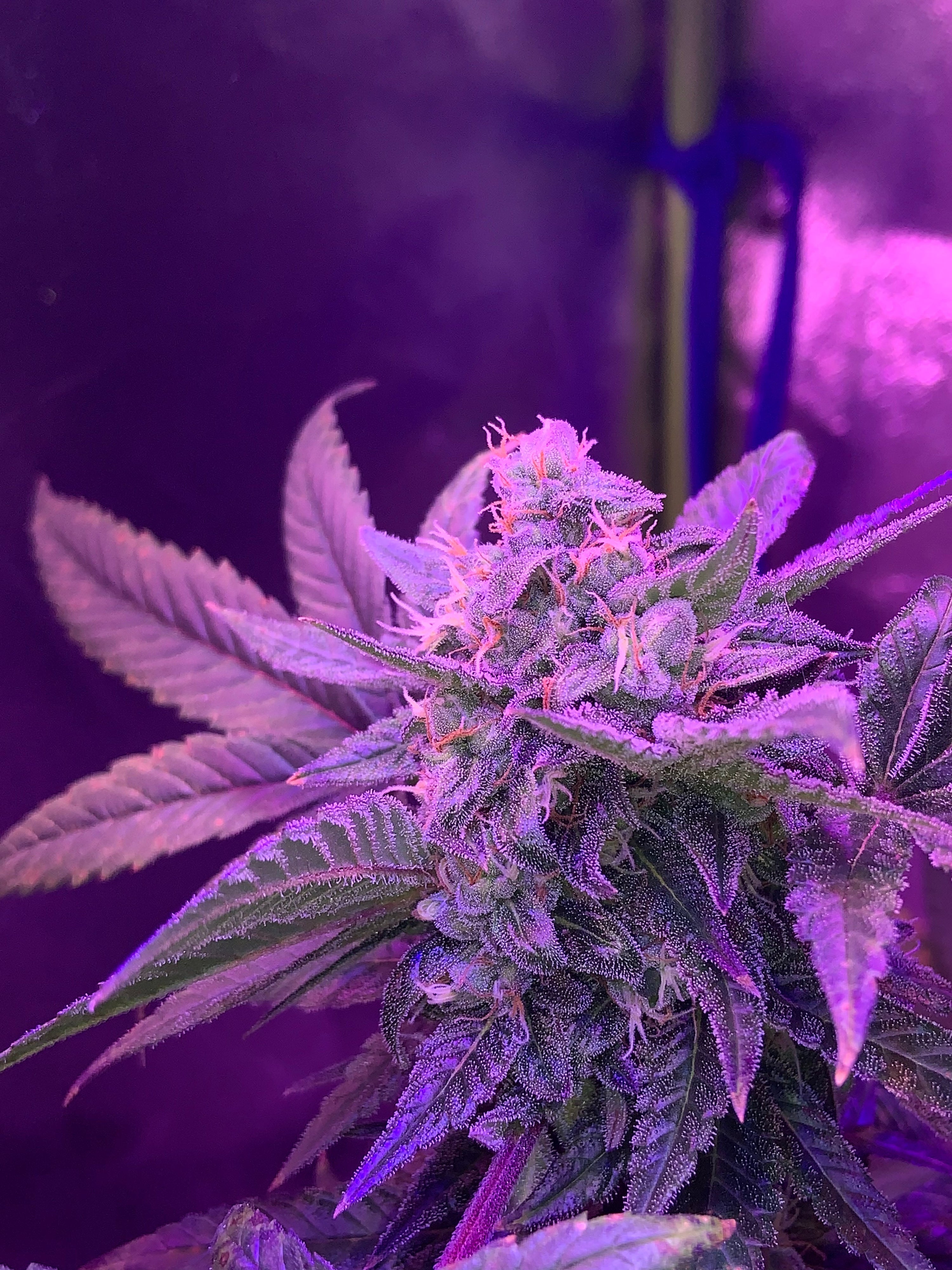 gas cannabis strains, diesel weed strains, fuel terpene strains, gassy cannabis genetics, chem weed strains