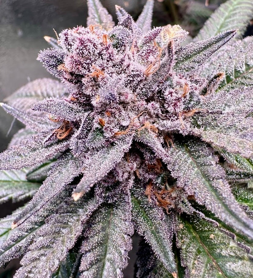 purple cannabis strains, purple weed strains, colorful cannabis genetics, best purple weed, exotic cannabis strains, indoor cannabis cultivation