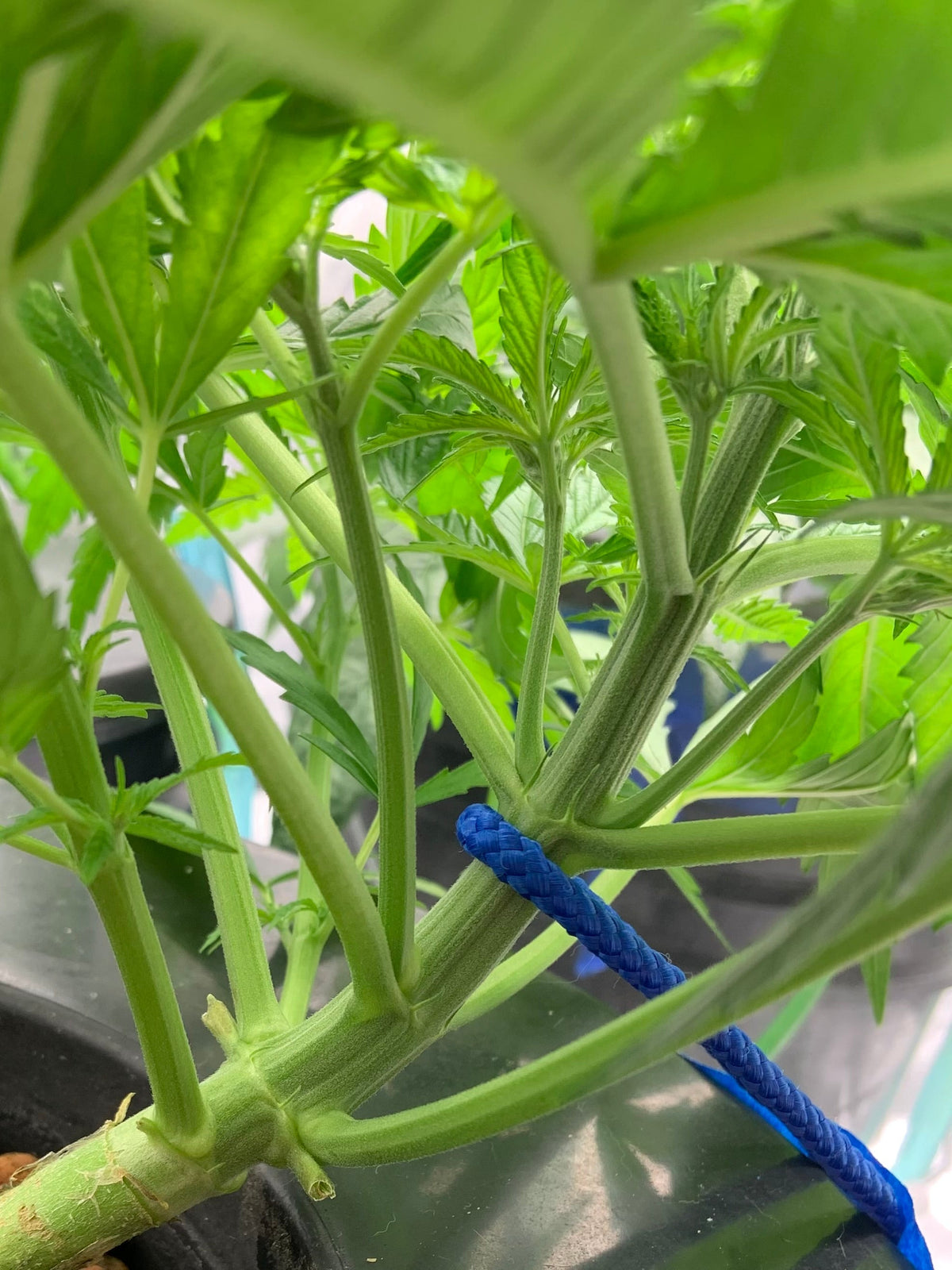 best cannabis strains for LST, low stress training cannabis, LST weed strains, cannabis training techniques, best strains for low stress training