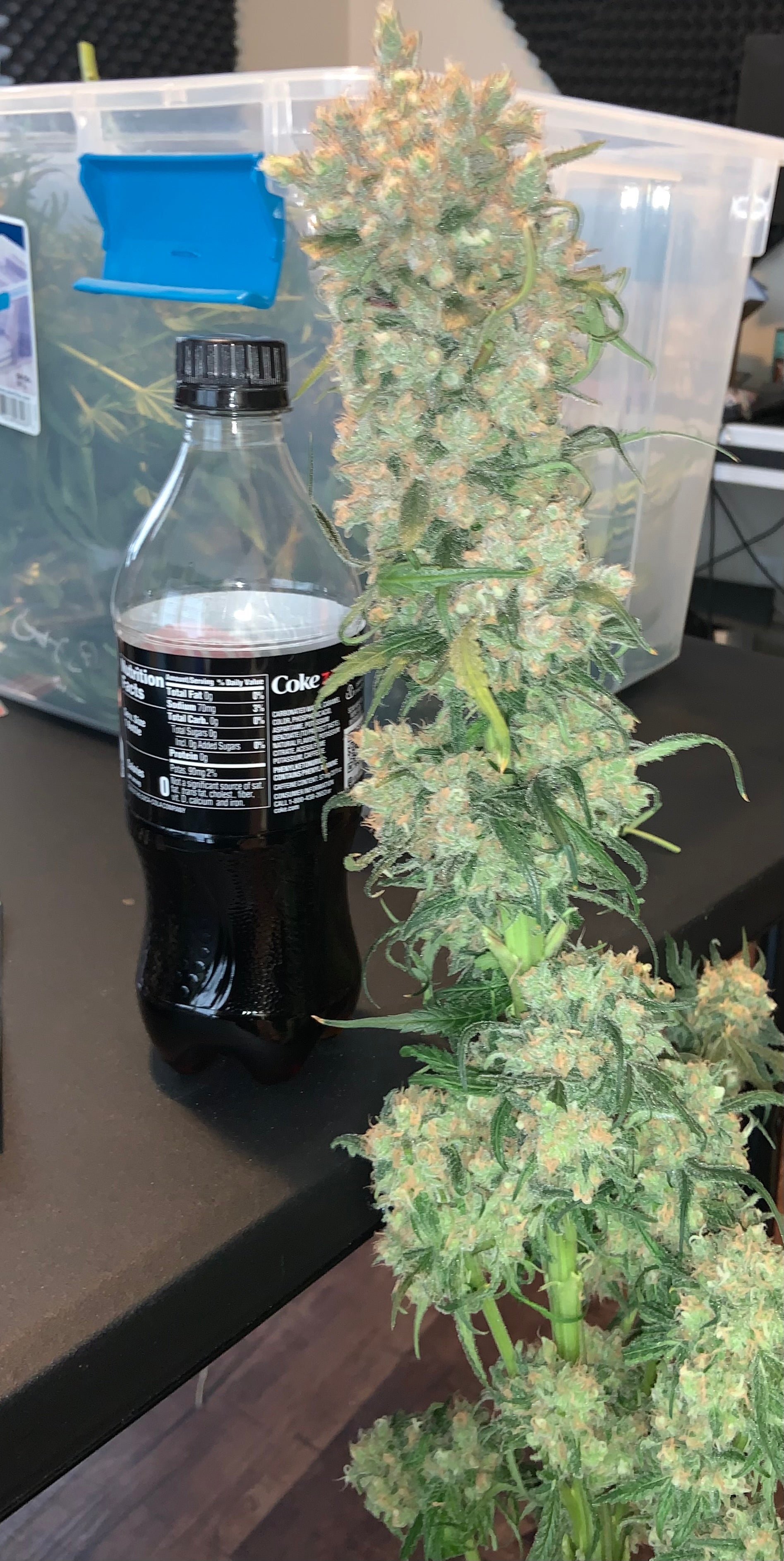 best high-yield cannabis strains, highest yielding weed strains, productive cannabis genetics, heavy yielding marijuana strains, cannabis strains for maximum harvest