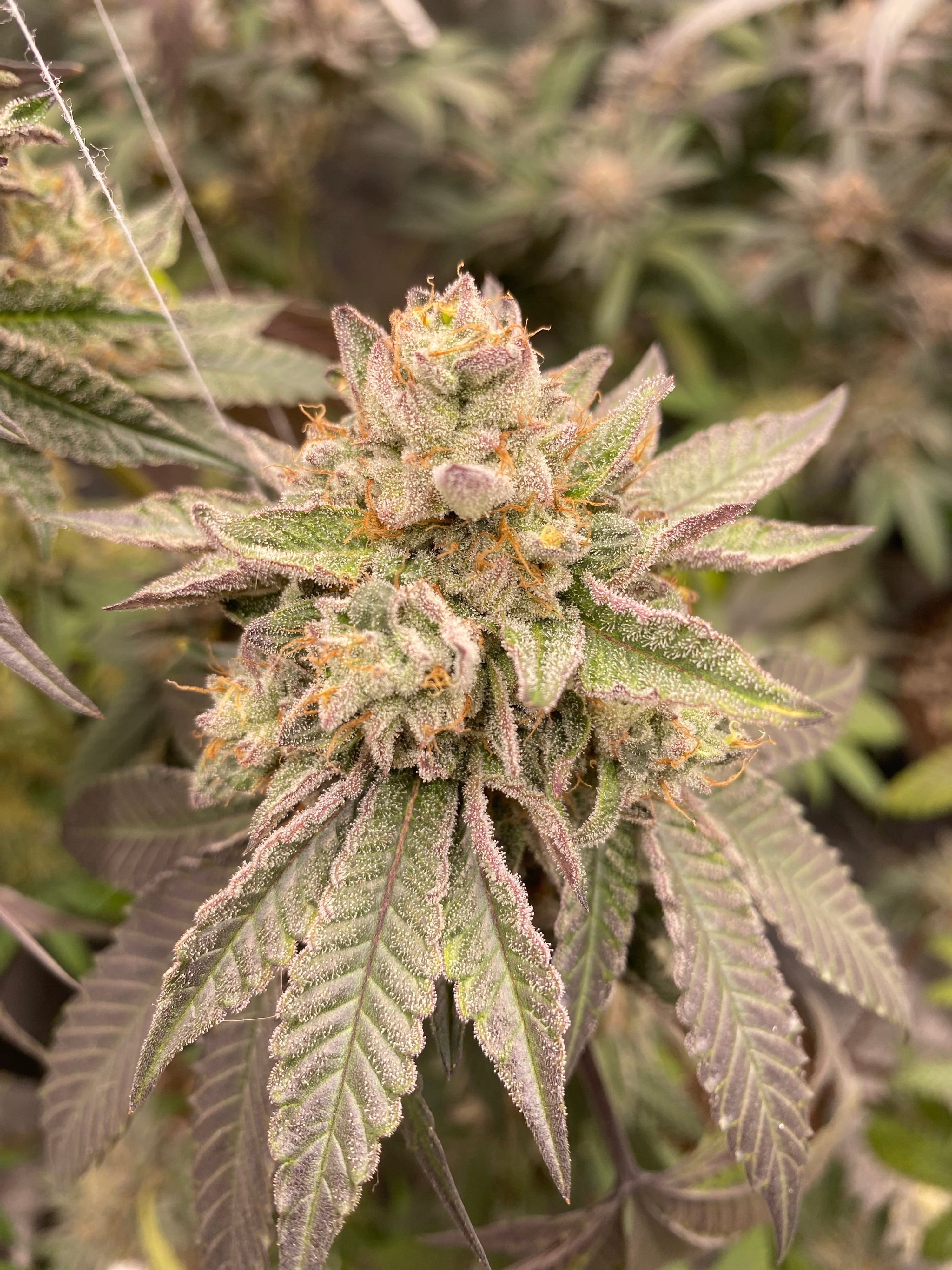 dessert cannabis strains, sweetest weed strains, creamy cannabis strains, candy terpene strains, fruity dessert strains