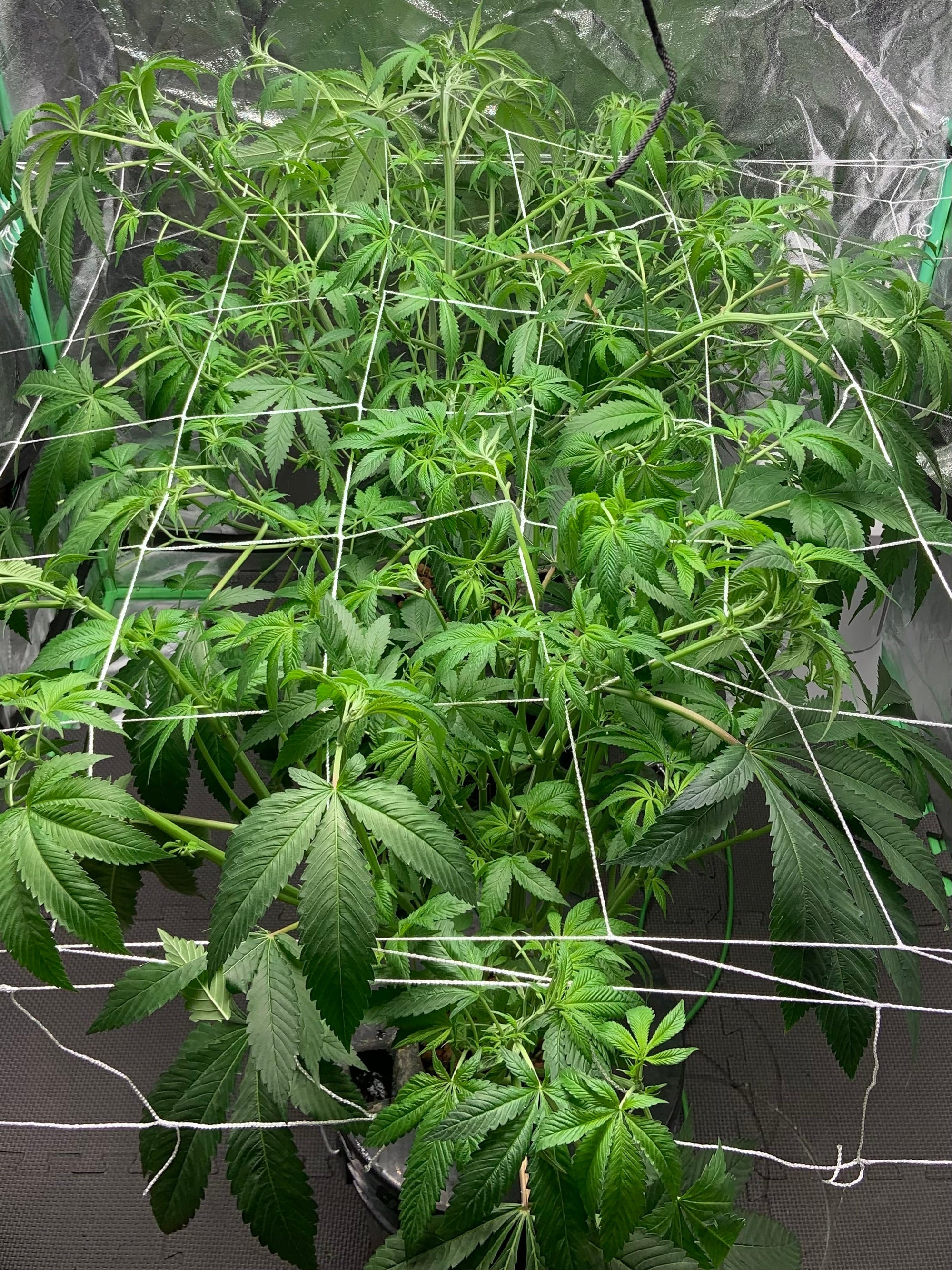 🌱 Cannabis Vegetative Stage Week by Week (What to Expect Indoors)