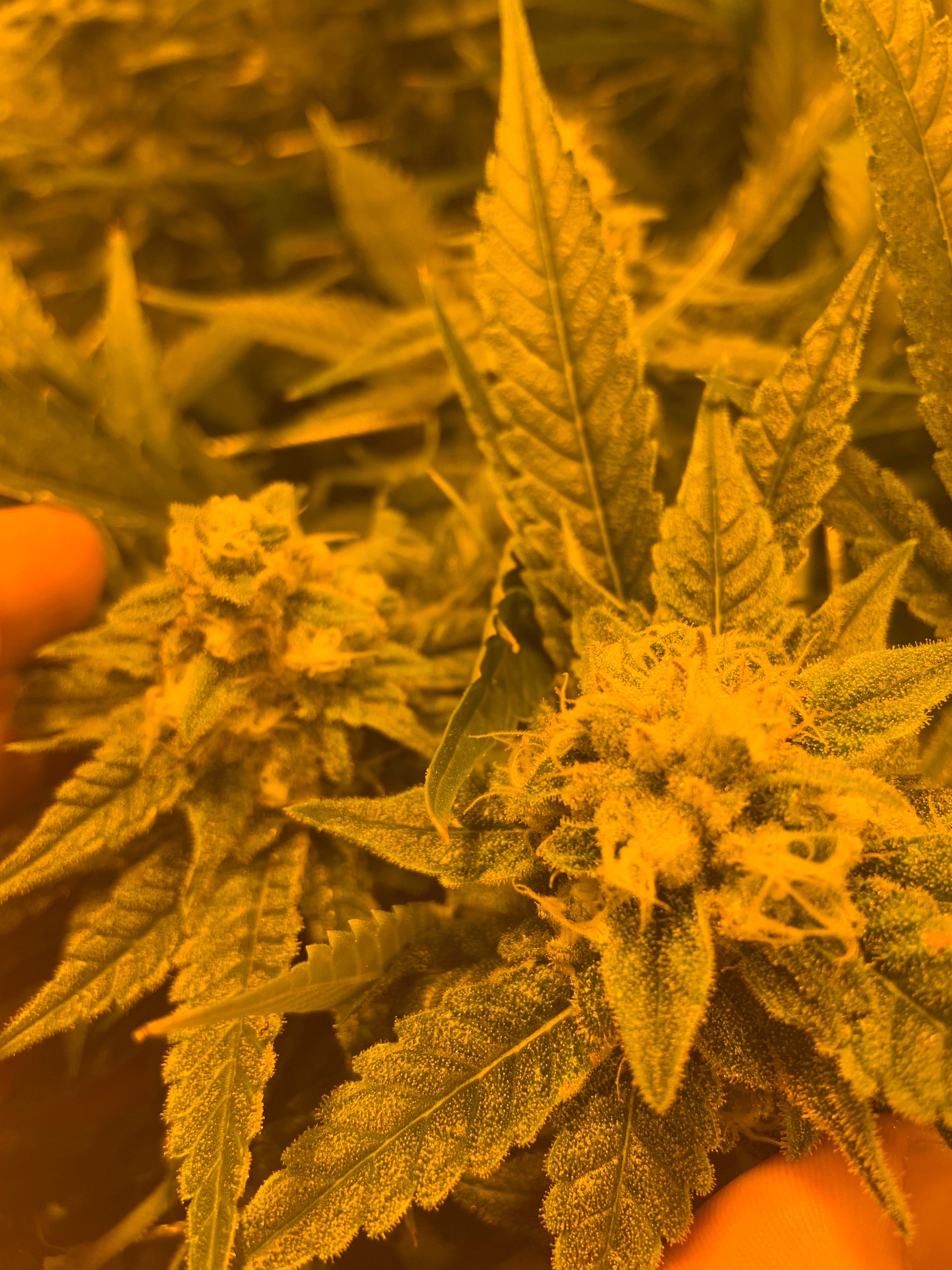 balanced hybrid strains, best hybrid cannabis strains, versatile cannabis strains, hybrid weed strains, best all around weed strains