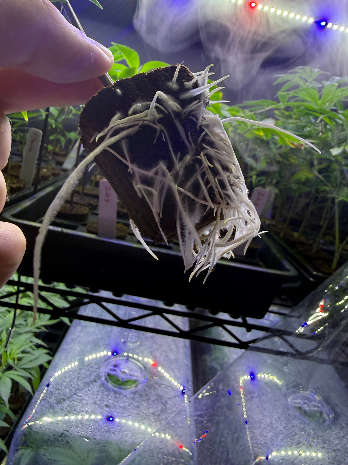 Healthy rooted cannabis clones ready for transplant and indoor cultivation