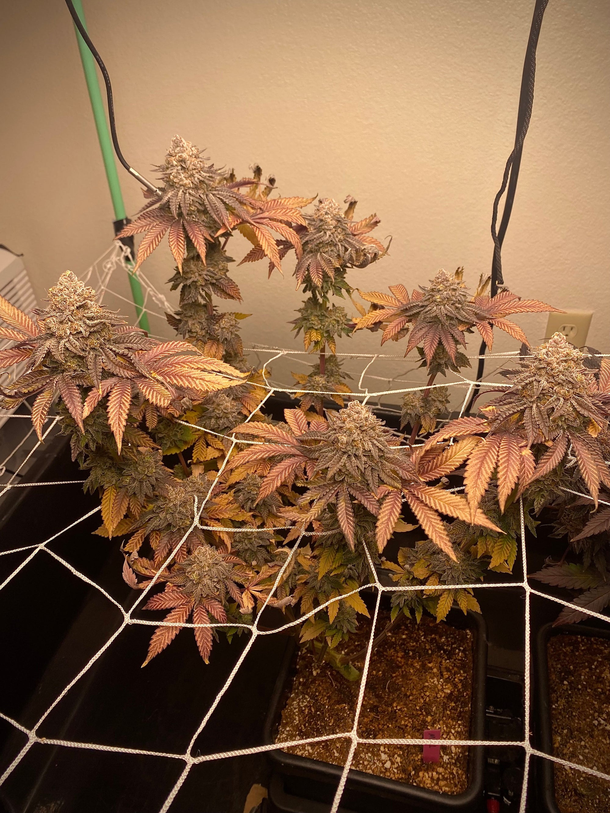 fruity cannabis strains, berry weed strains, tropical cannabis strains, fruit terpene strains, sweet fruit weed strains