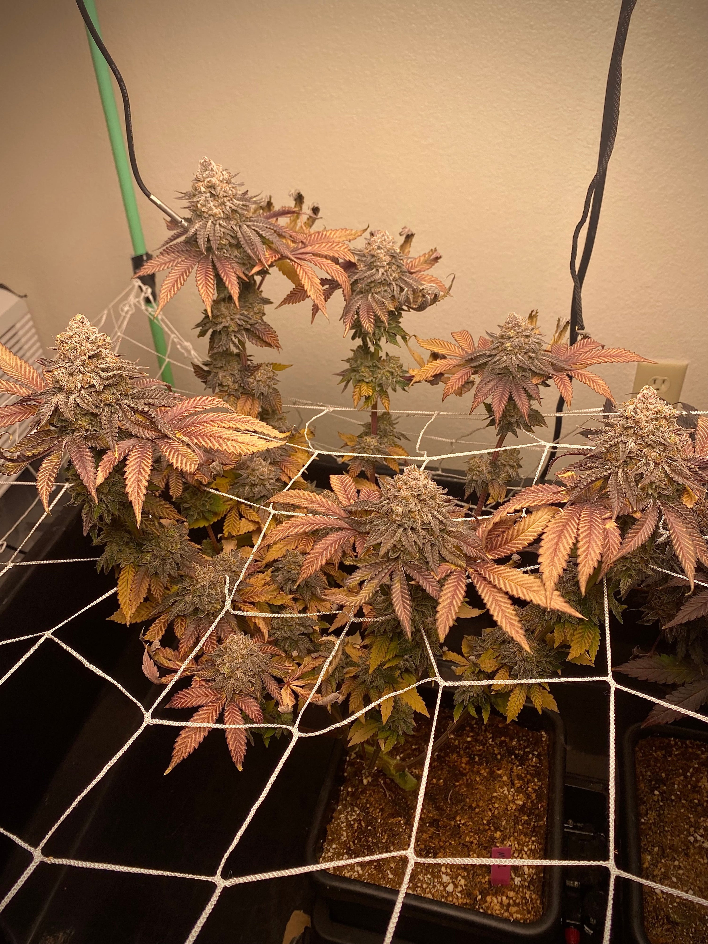 fruity cannabis strains, berry weed strains, tropical cannabis strains, fruit terpene strains, sweet fruit weed strains