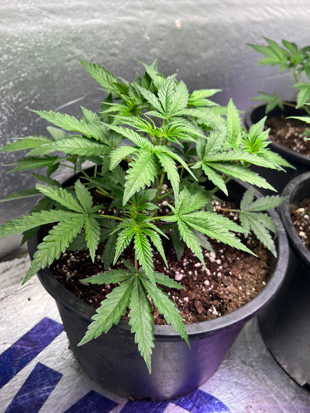 best cannabis strains for indoor growing, indoor cannabis genetics, indoor weed strains, best strains for grow tents, indoor cannabis cultivation