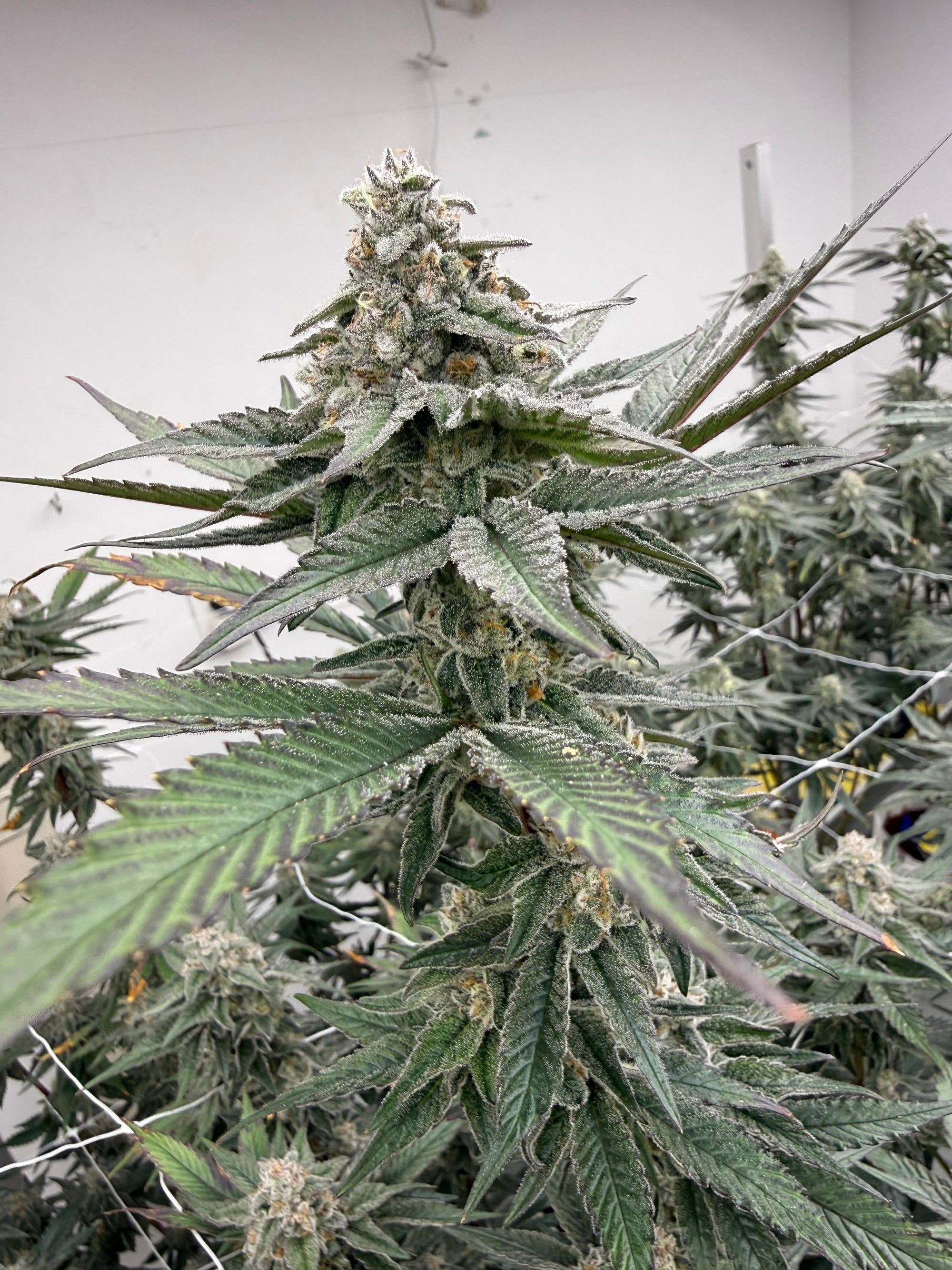 loud weed strains, best terpene strains, strongest smelling cannabis, best bag appeal weed
