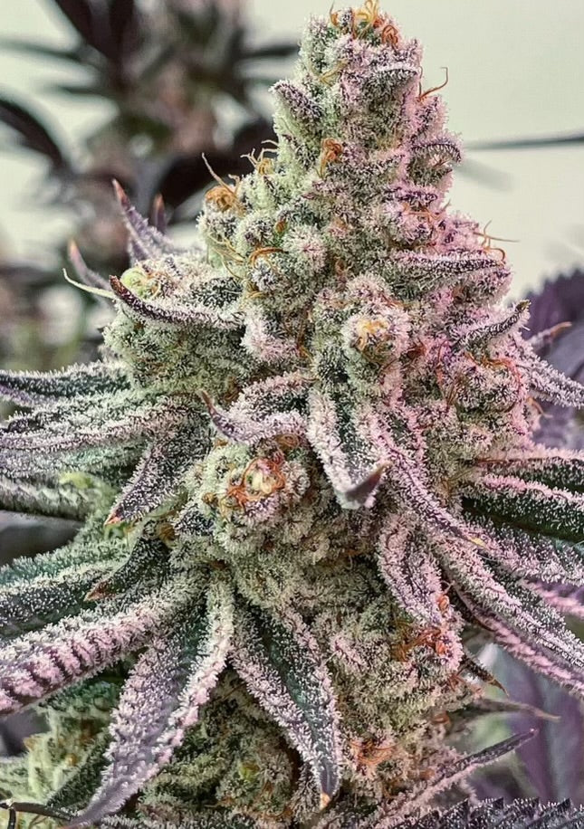 unique cannabis strains, unique terpene profiles, exotic weed strains, flavorful cannabis genetics, rare cannabis flavors