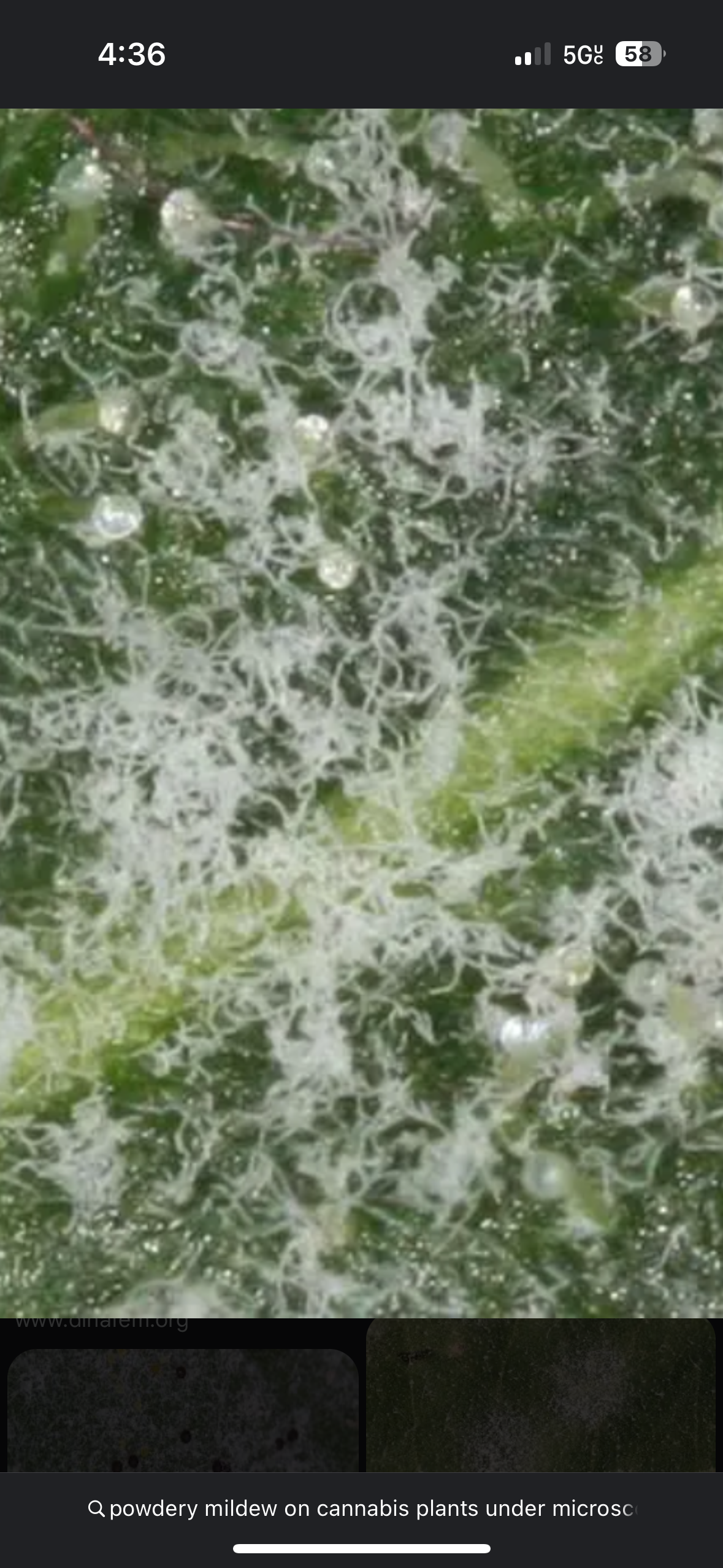 Close-up of powdery mildew on a cannabis leaf during quarantine inspection