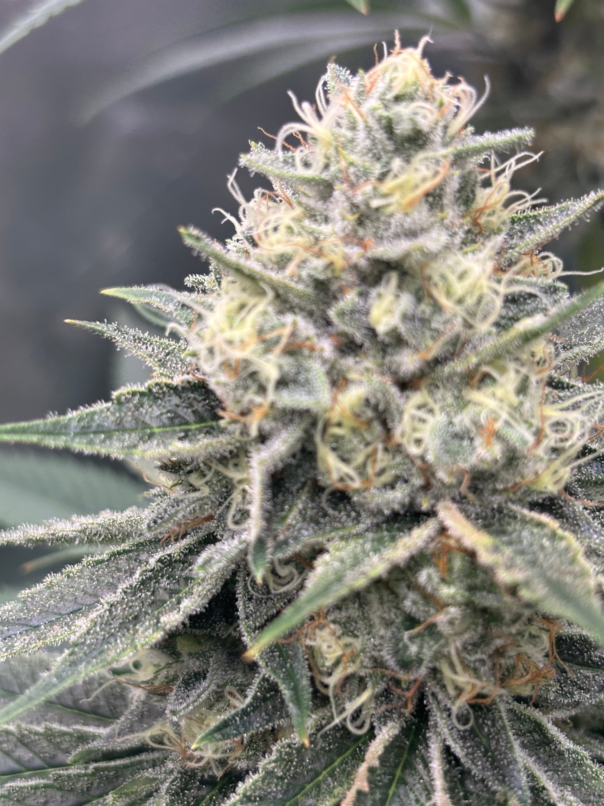 citrus cannabis strains, lemon weed strains, orange weed strains, limonene strains, citrus terpene profiles