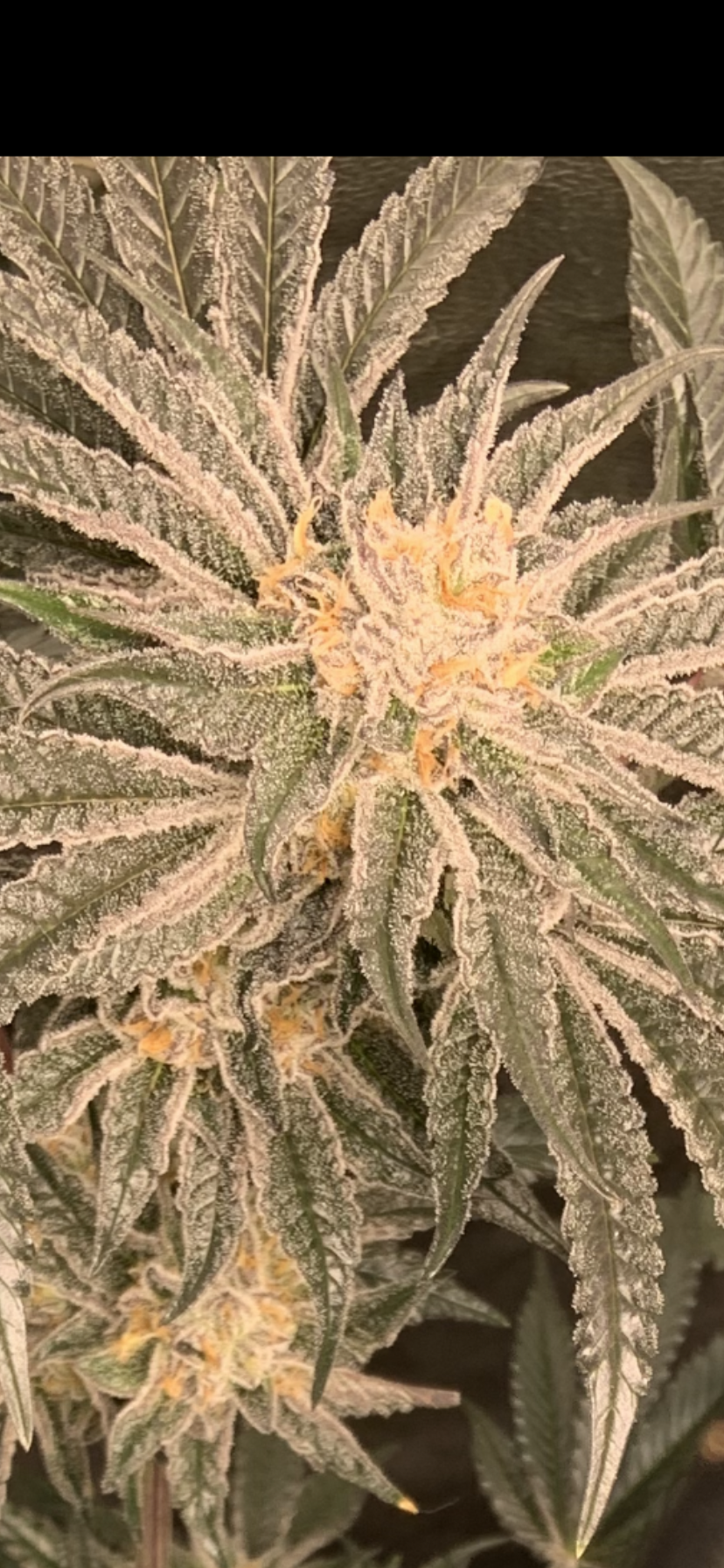 best weed for creativity, creative cannabis strains, inspiring weed strains, productive cannabis strains, uplifting hybrid strains