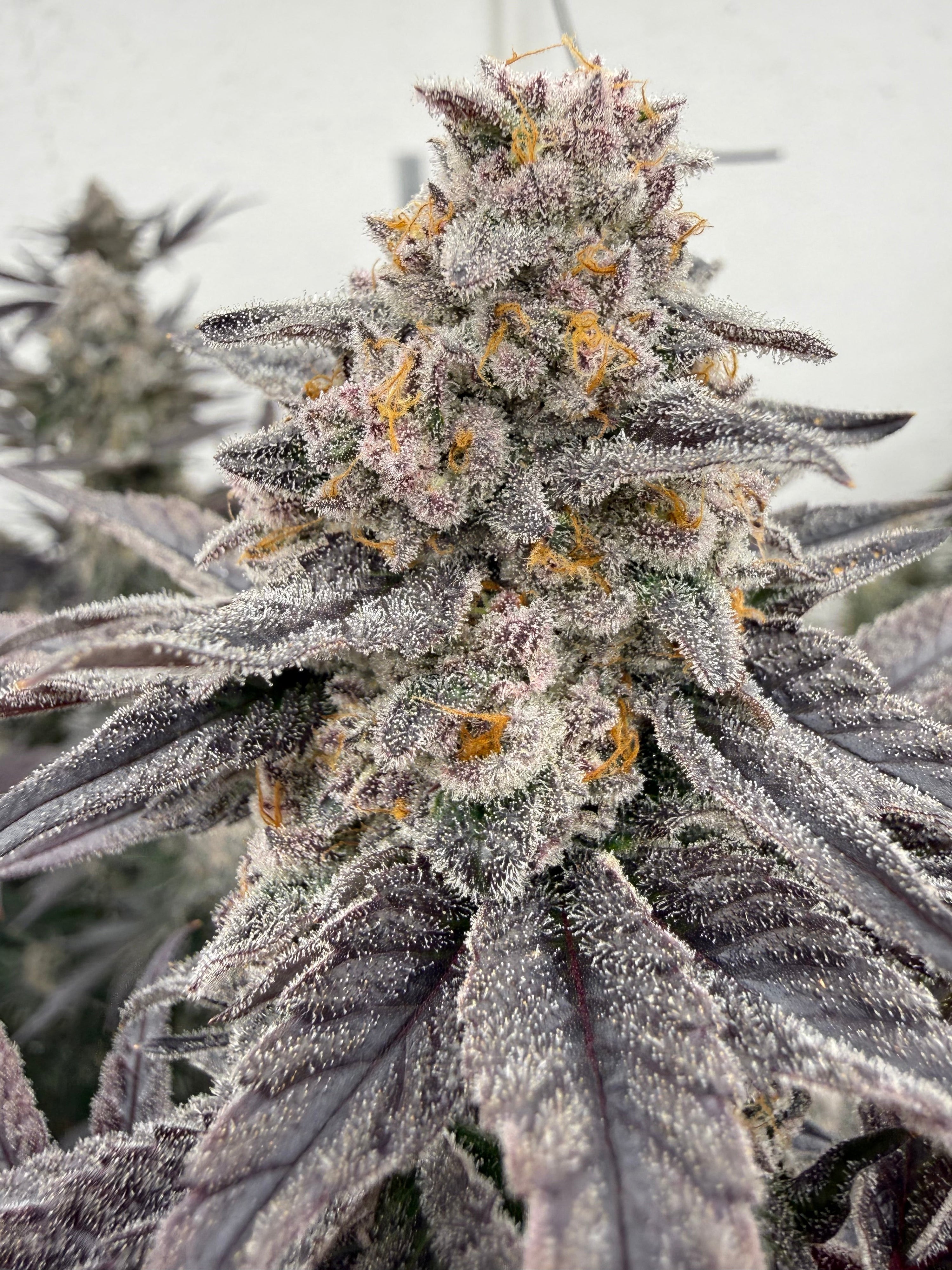 uplifting cannabis strains, best weed for creativity, daytime cannabis strains, productive weed strains, energetic cannabis strains