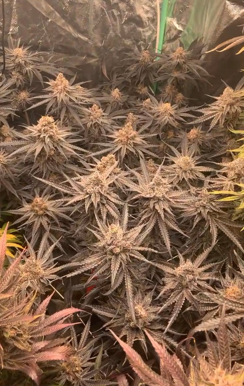 best cannabis strains for SOG, sea of green cannabis, SOG weed strains, cannabis clone growing, high density cannabis cultivation