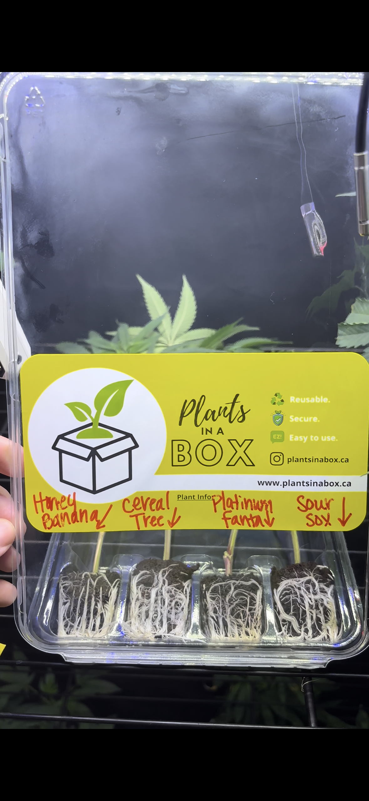 What To Do When Your Clones Arrive at Your Doorstep