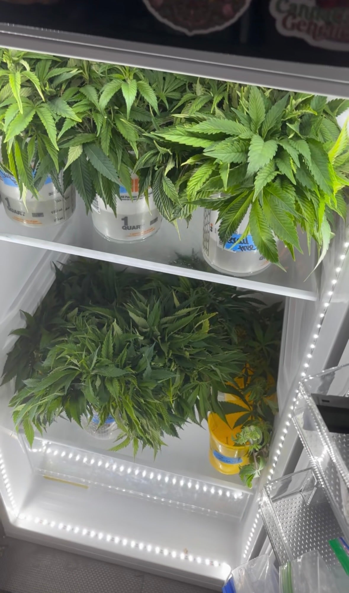 Cold Storage: Slowing Time for Seeds, Flower, and Cuttings ❄️