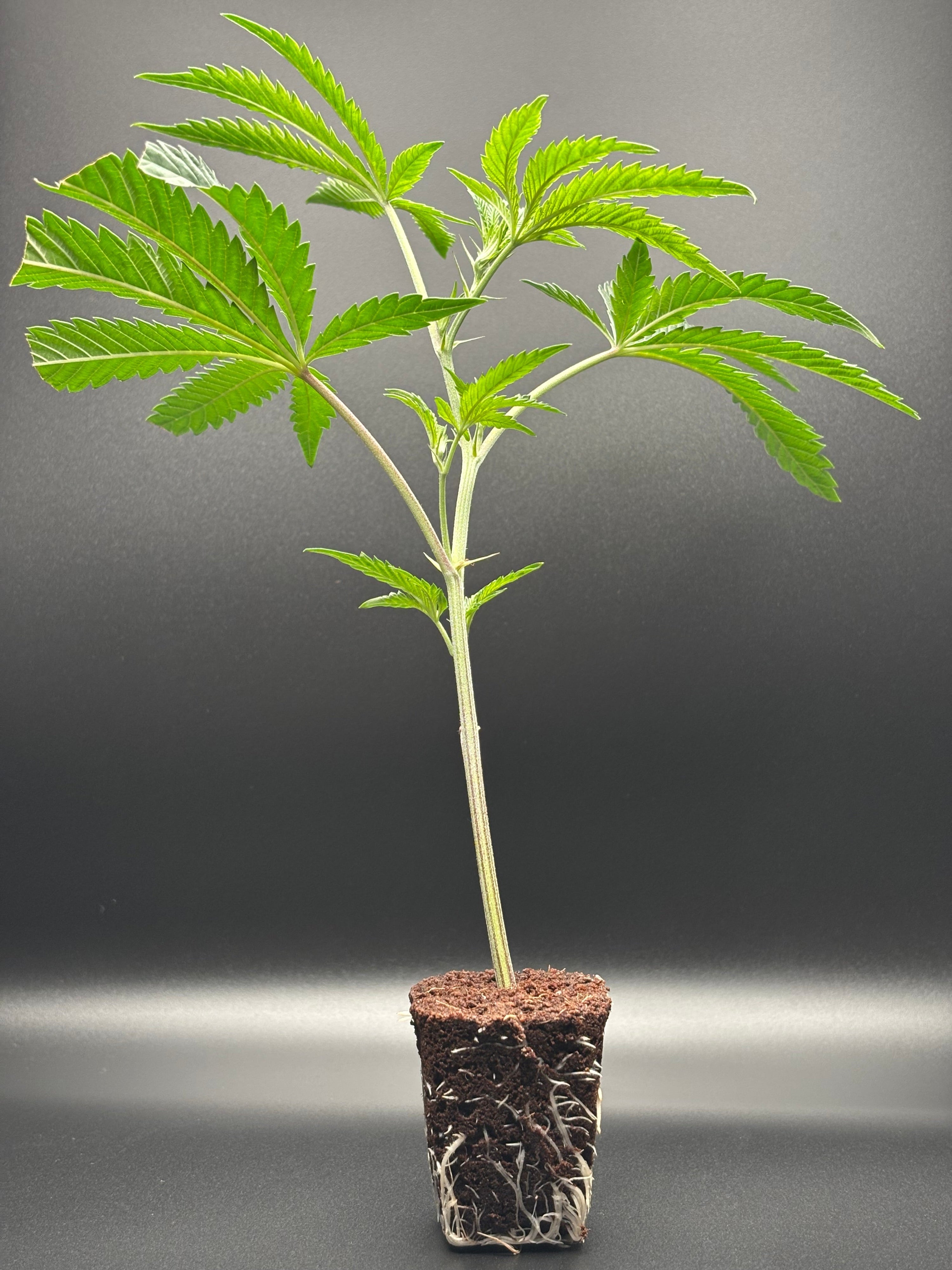 Rooted Clones Shipped to Your Door: A Smarter Way to Start Your Grow