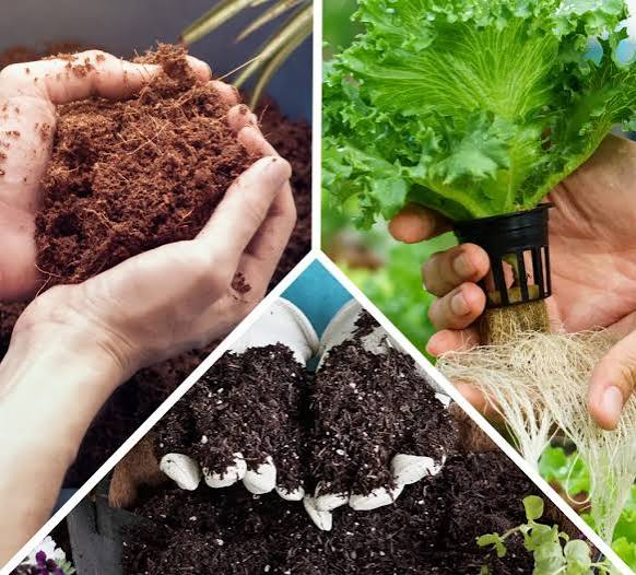 Soil, Coco, or Deep Water Culture?